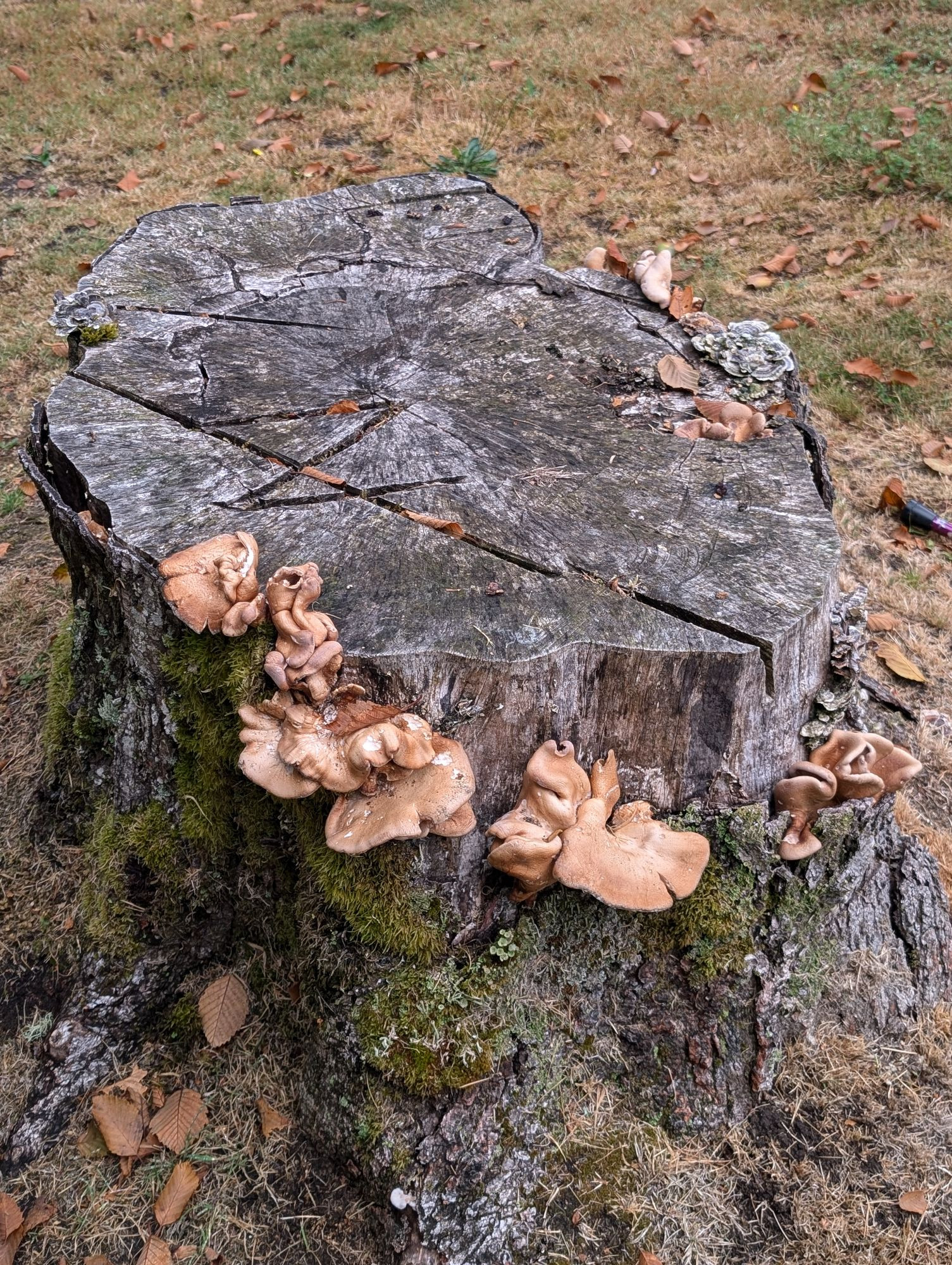 Light brown shelf mushrooms on an old greyish brown tree stump 