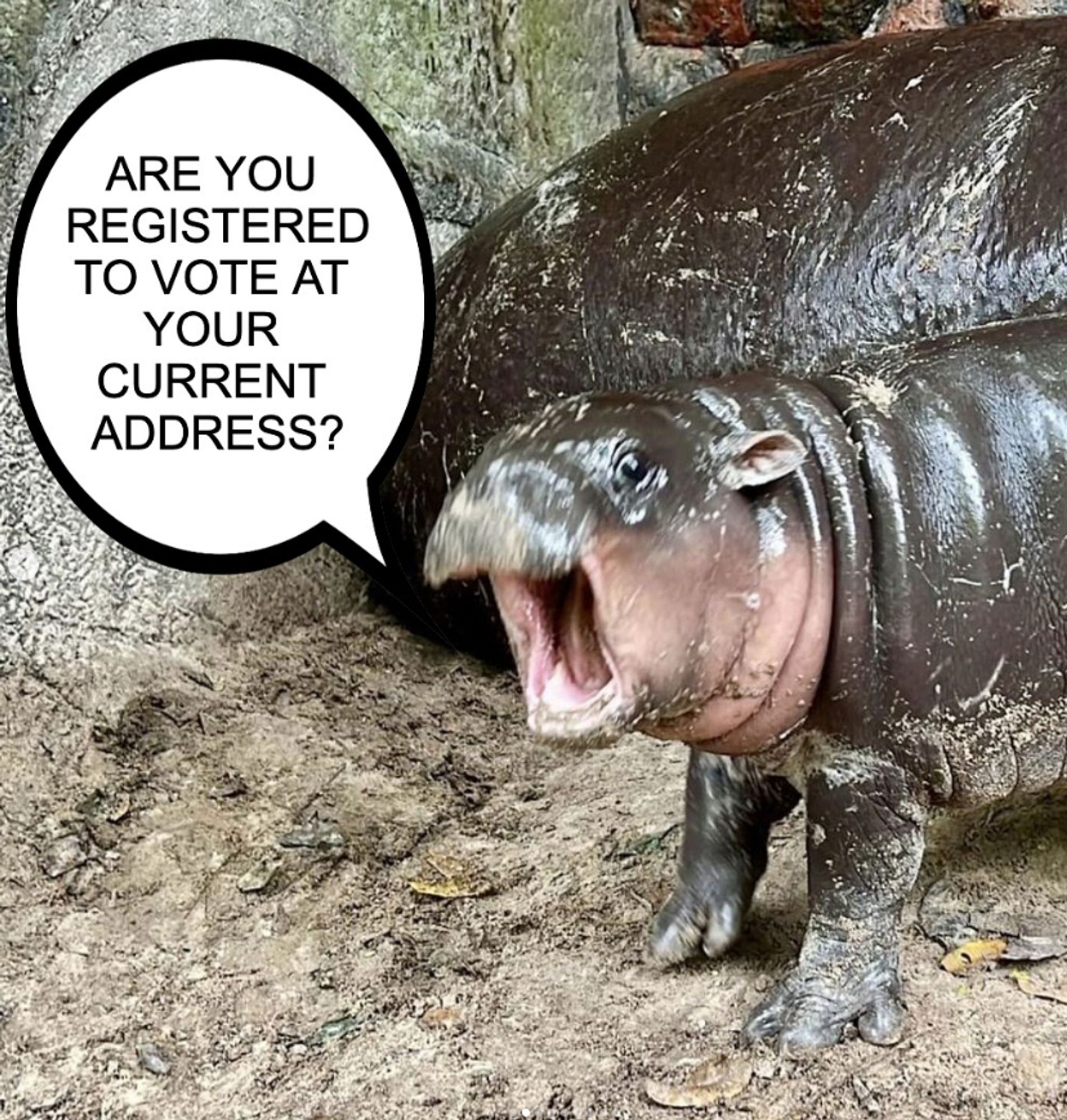 A photo of pygmy hippo Moo Deng with her mouth open and a word bubble saying "are you registered to vote at your current address?"