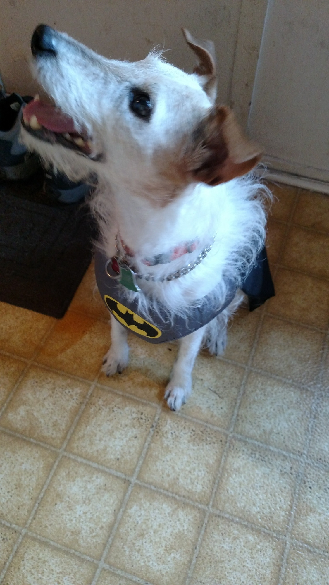 Murphy, a scraggly jack russell terrier in a batman costume, grinning and begging for a treat.