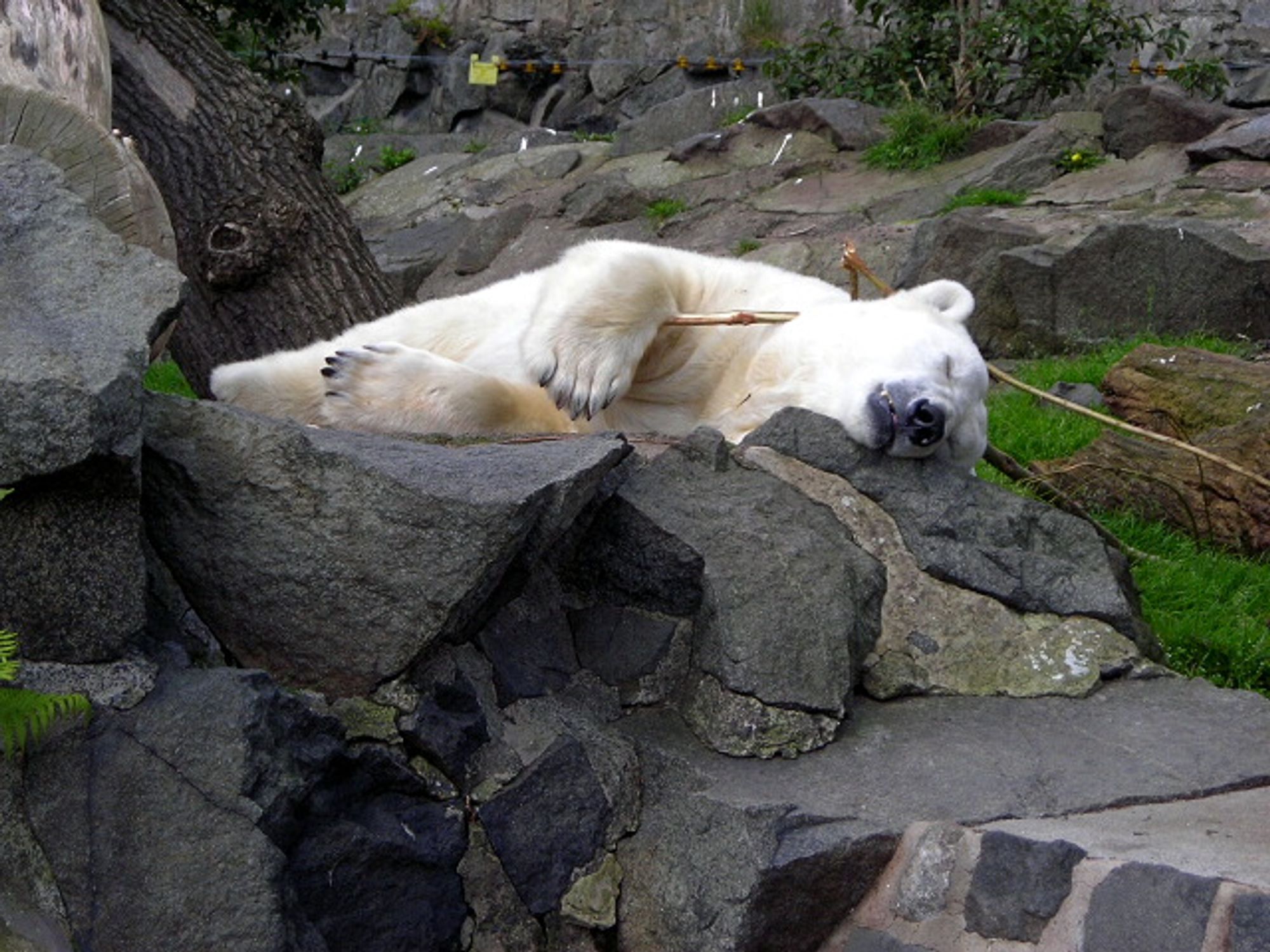 A polar  bear holds a stick as it sleeps on a pile of rocks.