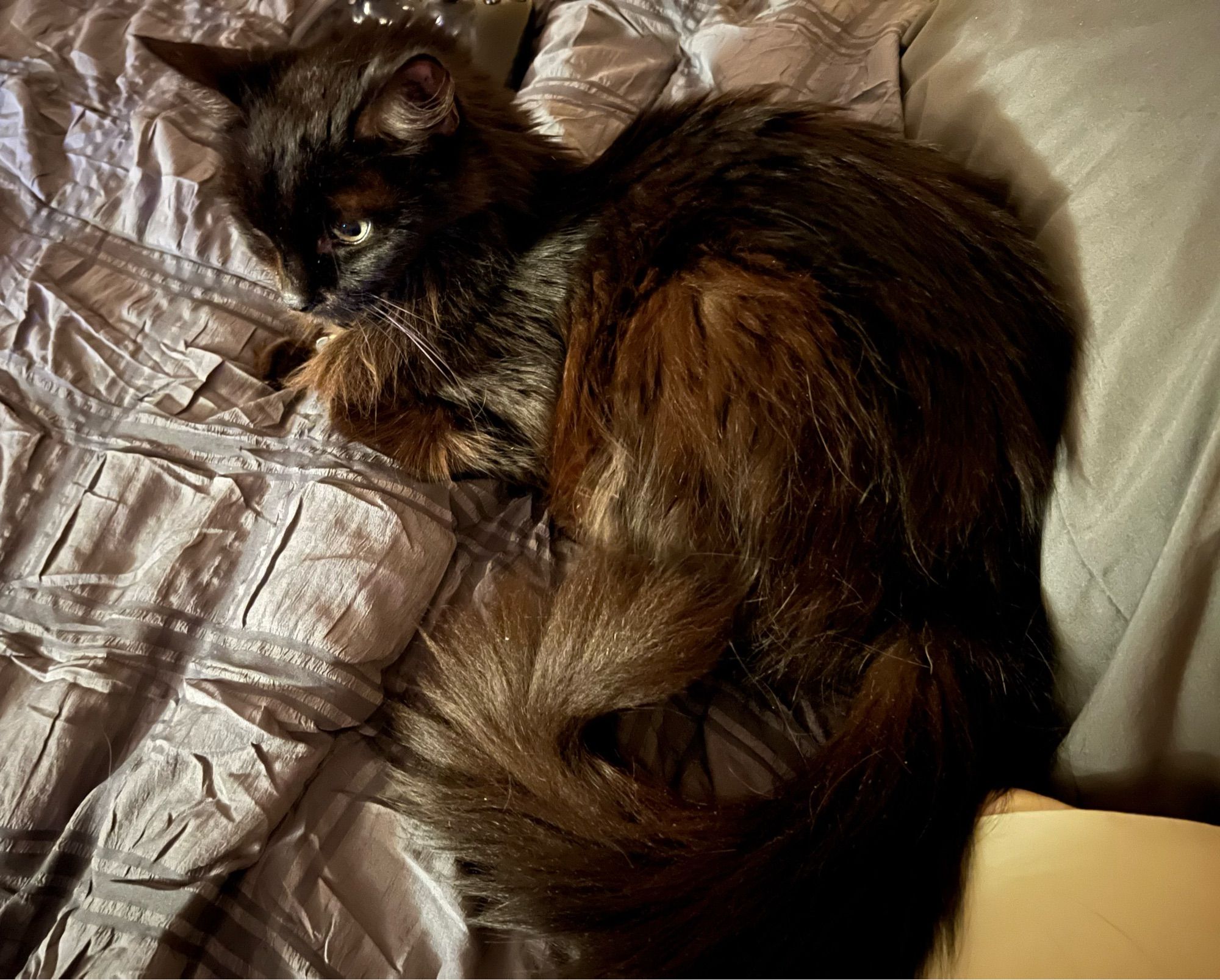 a fluffy black cat curled awkwardly on a comforter looking vacantly off into the distance