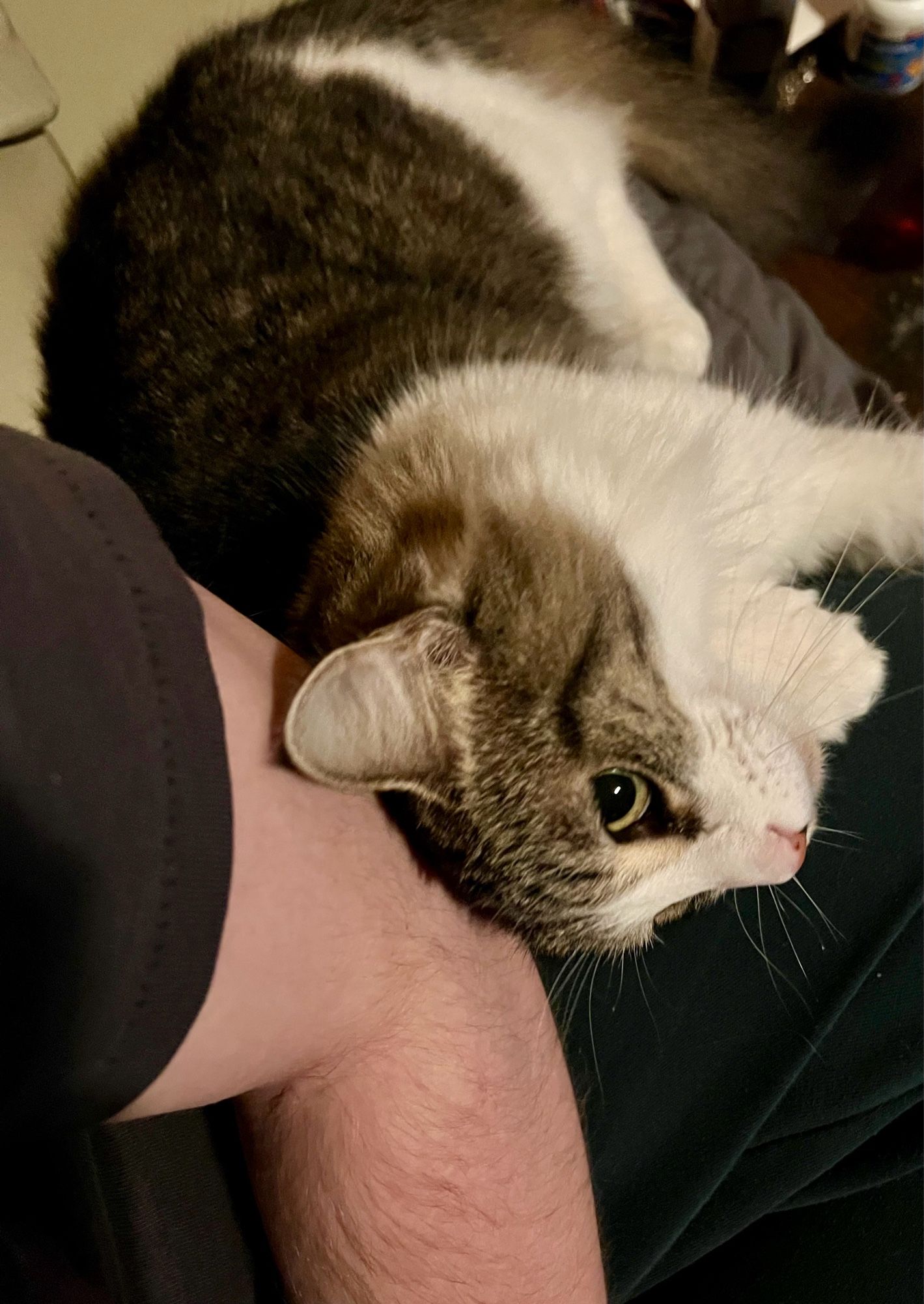 a white and gray tabby cat fully sideways with the top of her head pressed against an elbow