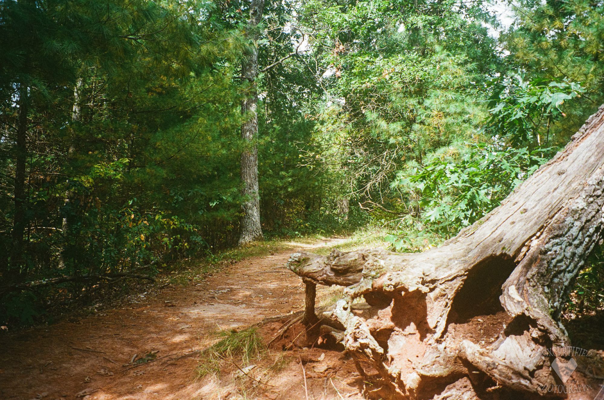 Rock Bridge top path, with a fallen tree on the right of the frame.