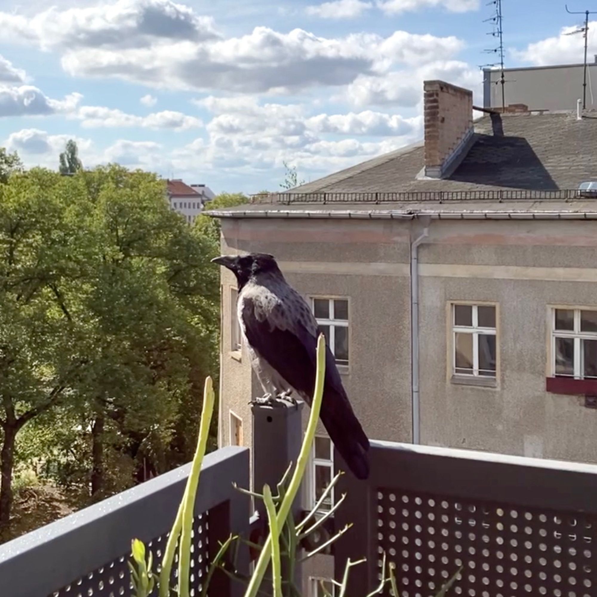 hooded crow standing on corner of balcony railing. In front of her is a succulent plant. The background is looking onto trees in a park, a building across the street, and a partly cloudy blue sky.