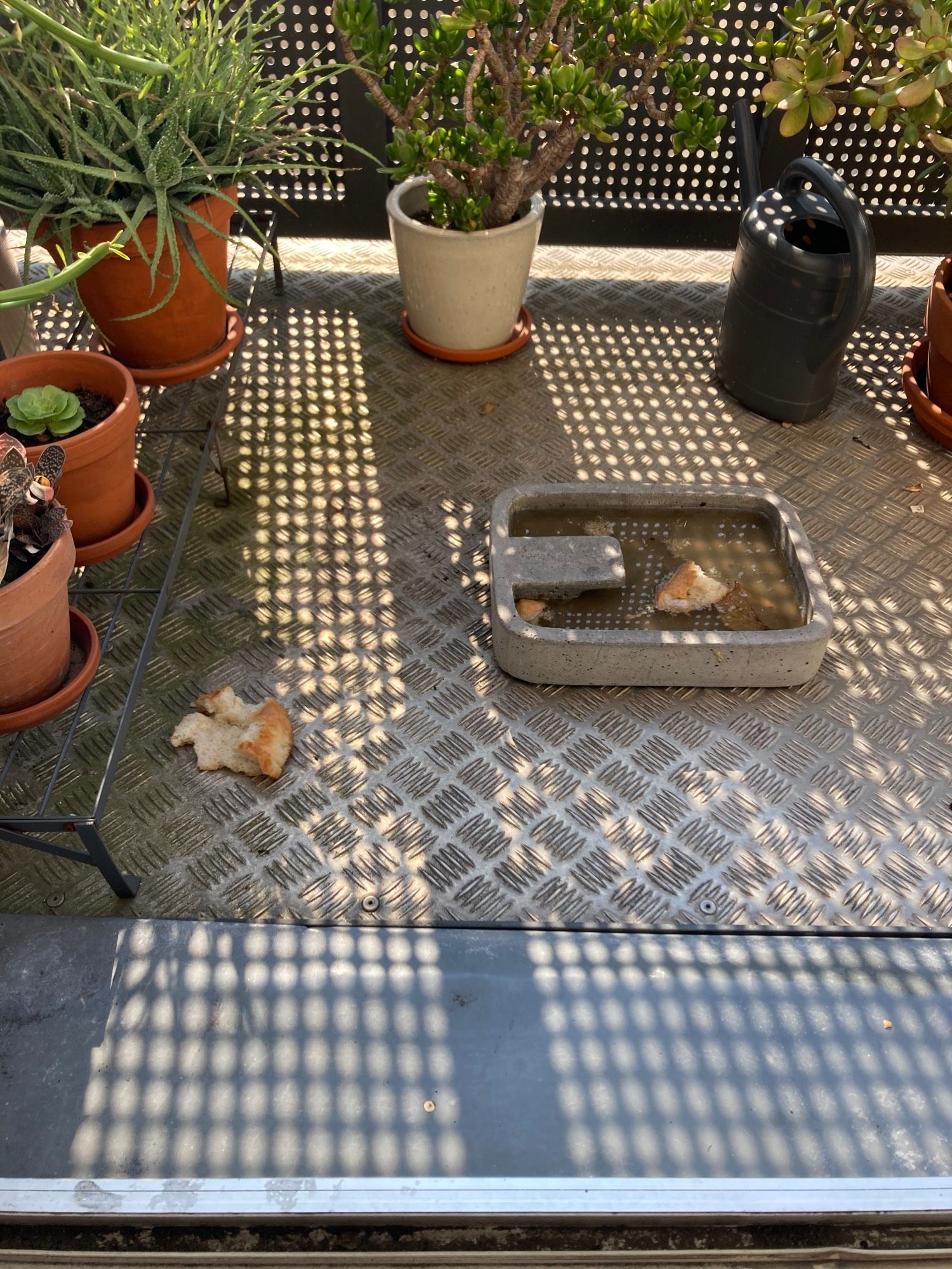 bird bath with piece of bread floating in the water. Nearby is more bread.