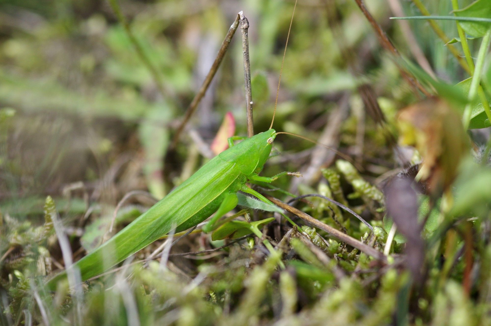 A Large Conehead, Rusolia nitidula, on a mossy surface at Dungeness RSPB. A recent arrival to the UK, so far only recorded at a few sites along the south coast.