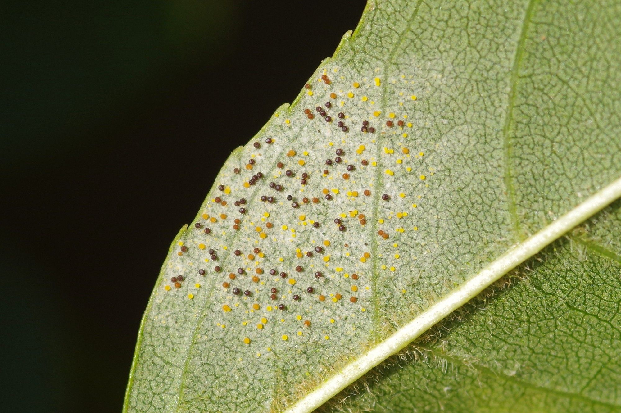 A set of very small yellow, orange and black dots on the underside of an Ash leaf, possibly the fruiting bodies on some sort of fungus.