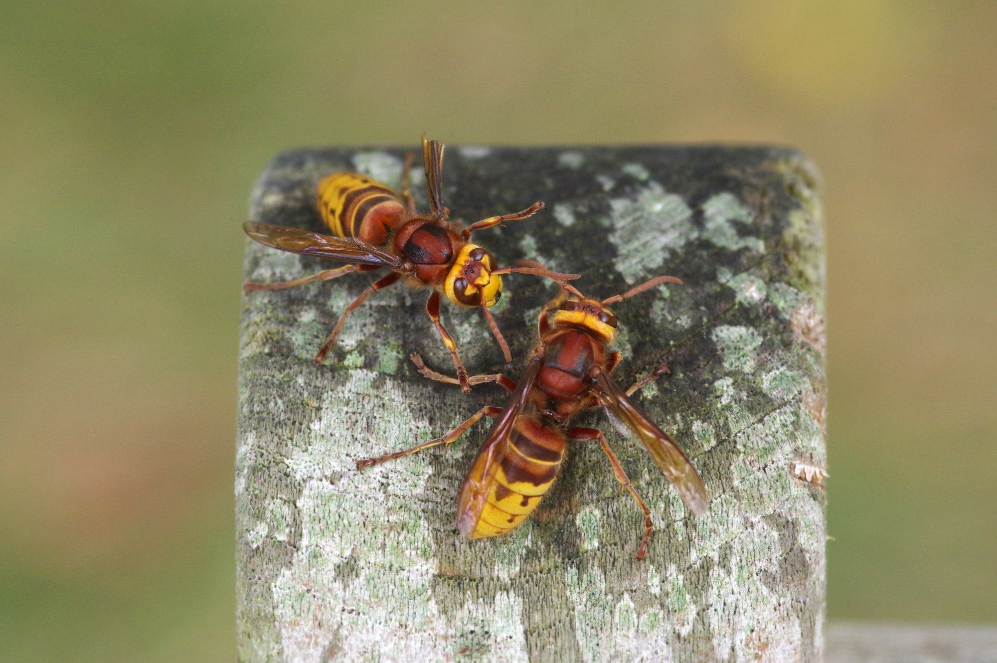 Two Hornets, Vespa crabro, on a lichen covered fencepost. The largest species of social wasp found in the UK.