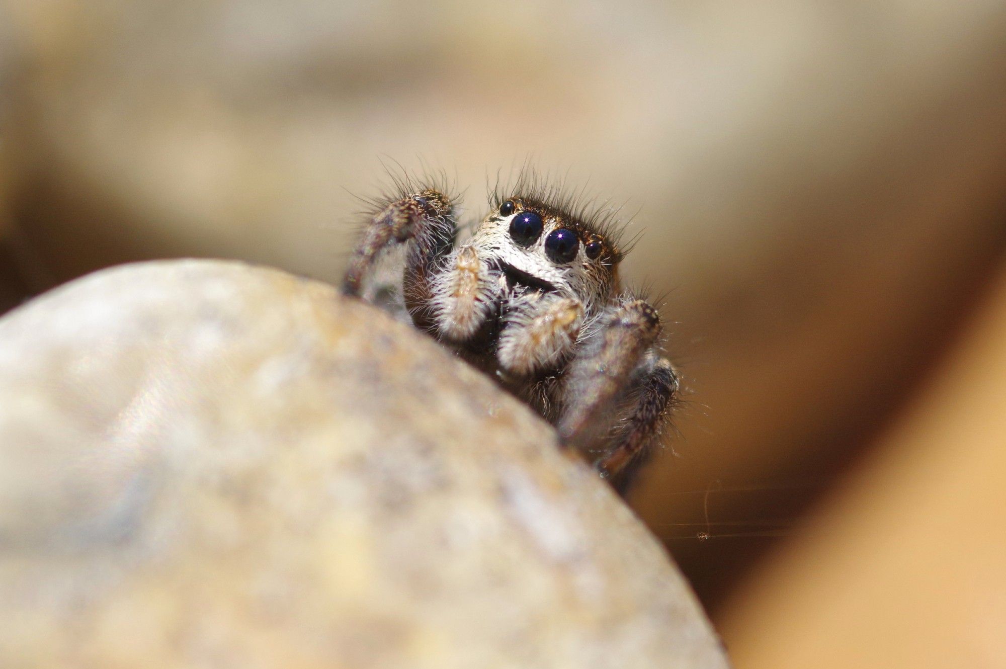 A female Pellenes tripunctatus jumping spider. This is a very rare species in the UK, only being found at 2-3 sites along the south coast.