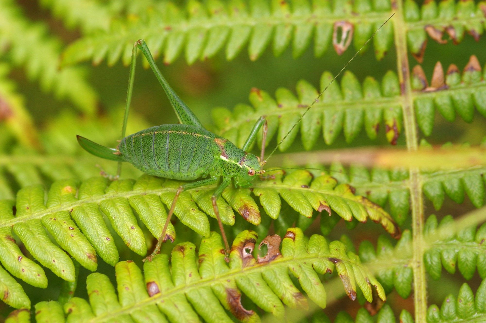 A female Speckled Bush-cricket, Leptophyes punctatissima, sitting on bracken leaves. A common and widespread species across much of England and Wales