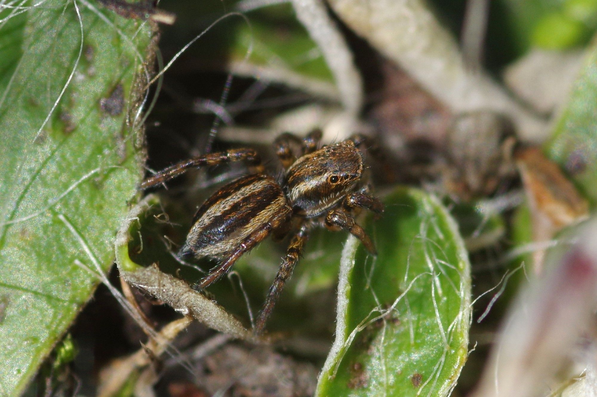 A female, or possibly a sub-adult male, Phlegra fasciata jumping spider on a cluttered background. A nationally rare species in the UK, but common on the shingle habitats of Dungeness.