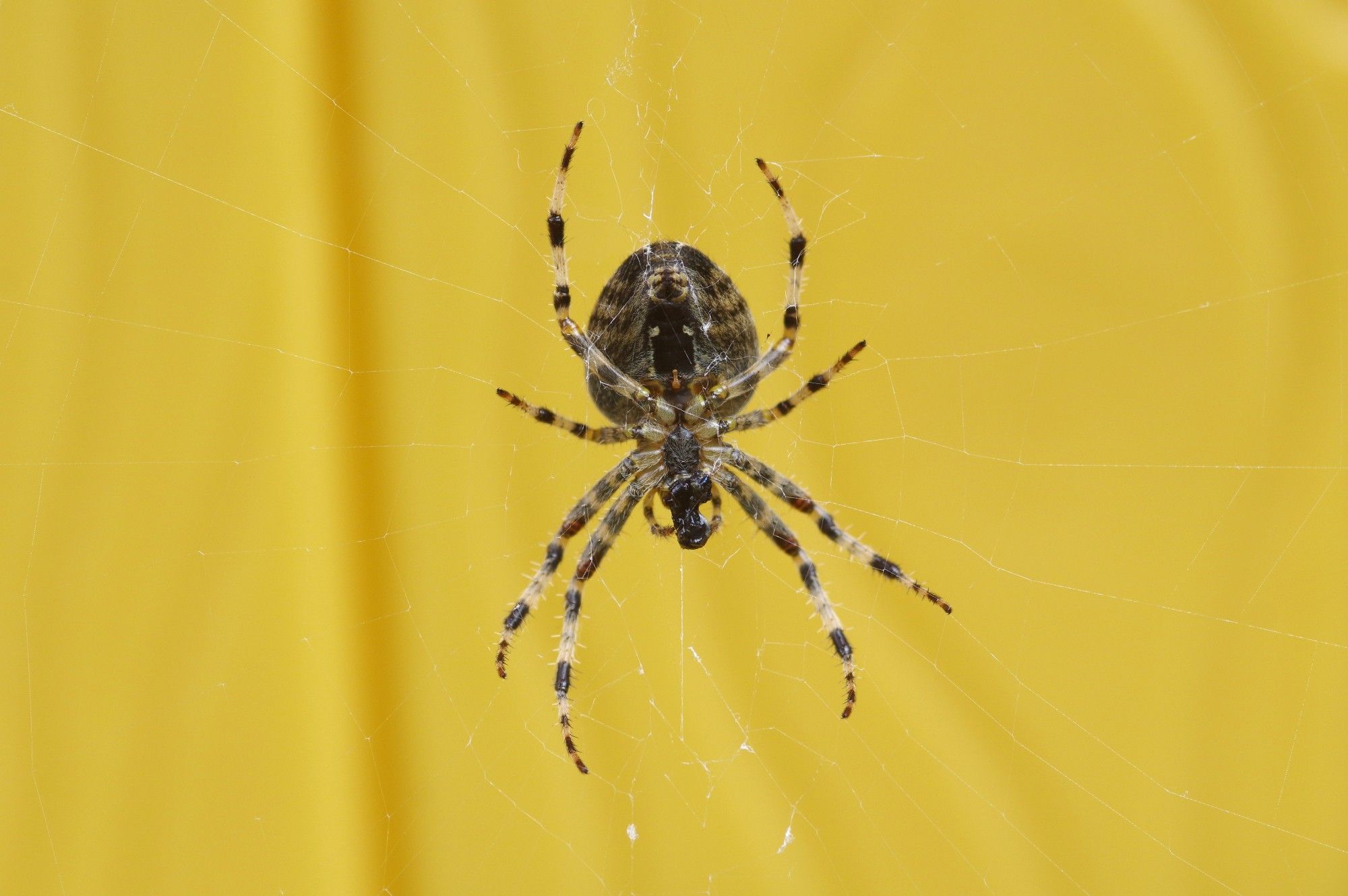 A view of the underside of a female Garden Spider, Araneus diadematus. A very common spider in the UK, often becoming abundant in early Autumn.