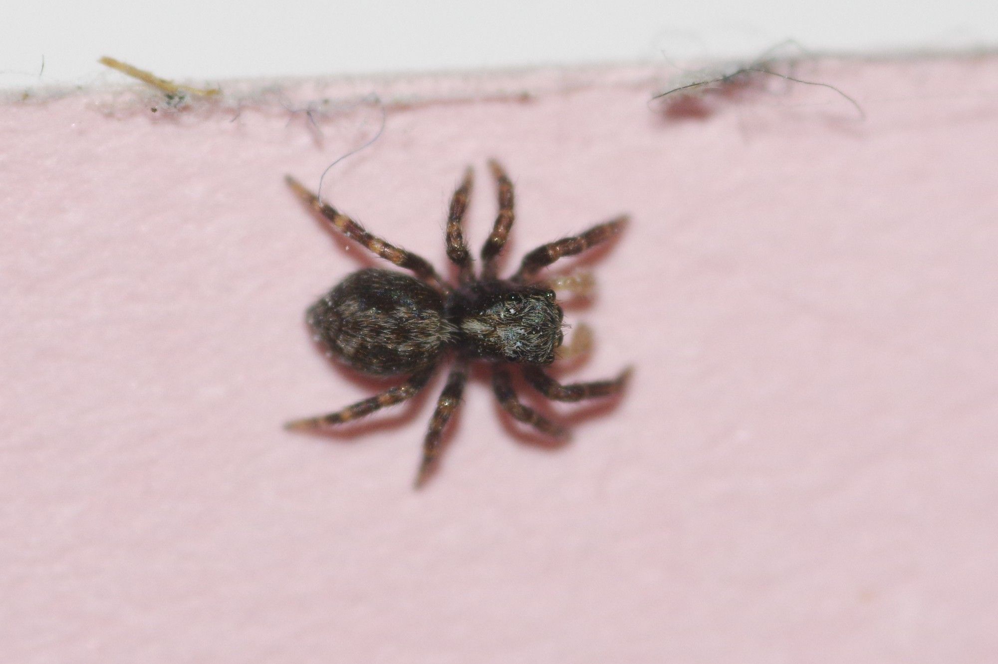 An immature Fleecy Jumping Spider, Pseudeuophrys lanigera, against a pink background. This is a fairly common species in the UK, often being found in and around houses.