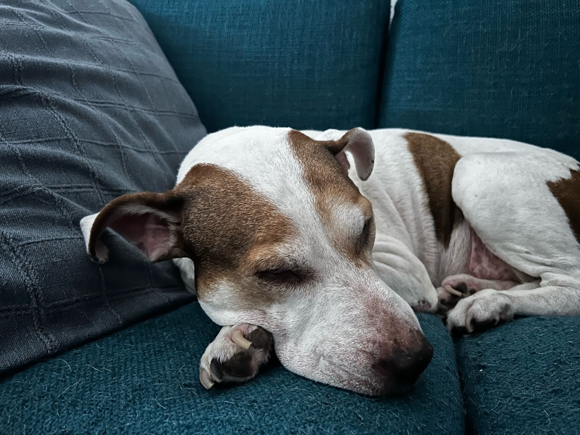 Red and white pitbull dog laying curled up with her eyes closed on a blue couch