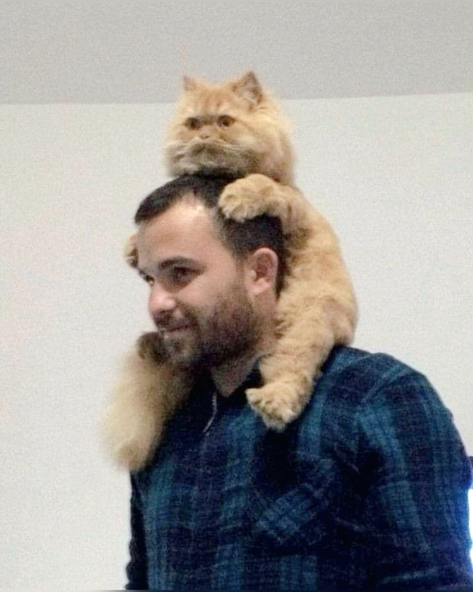 Cute orange cat sitting on dad's shoulder.