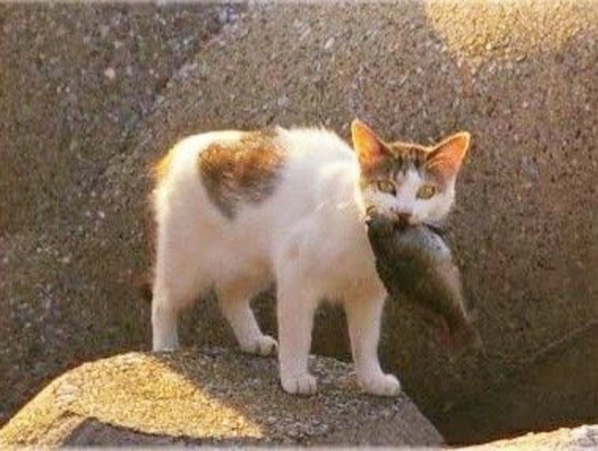 Small white Cat with fish in its mouth