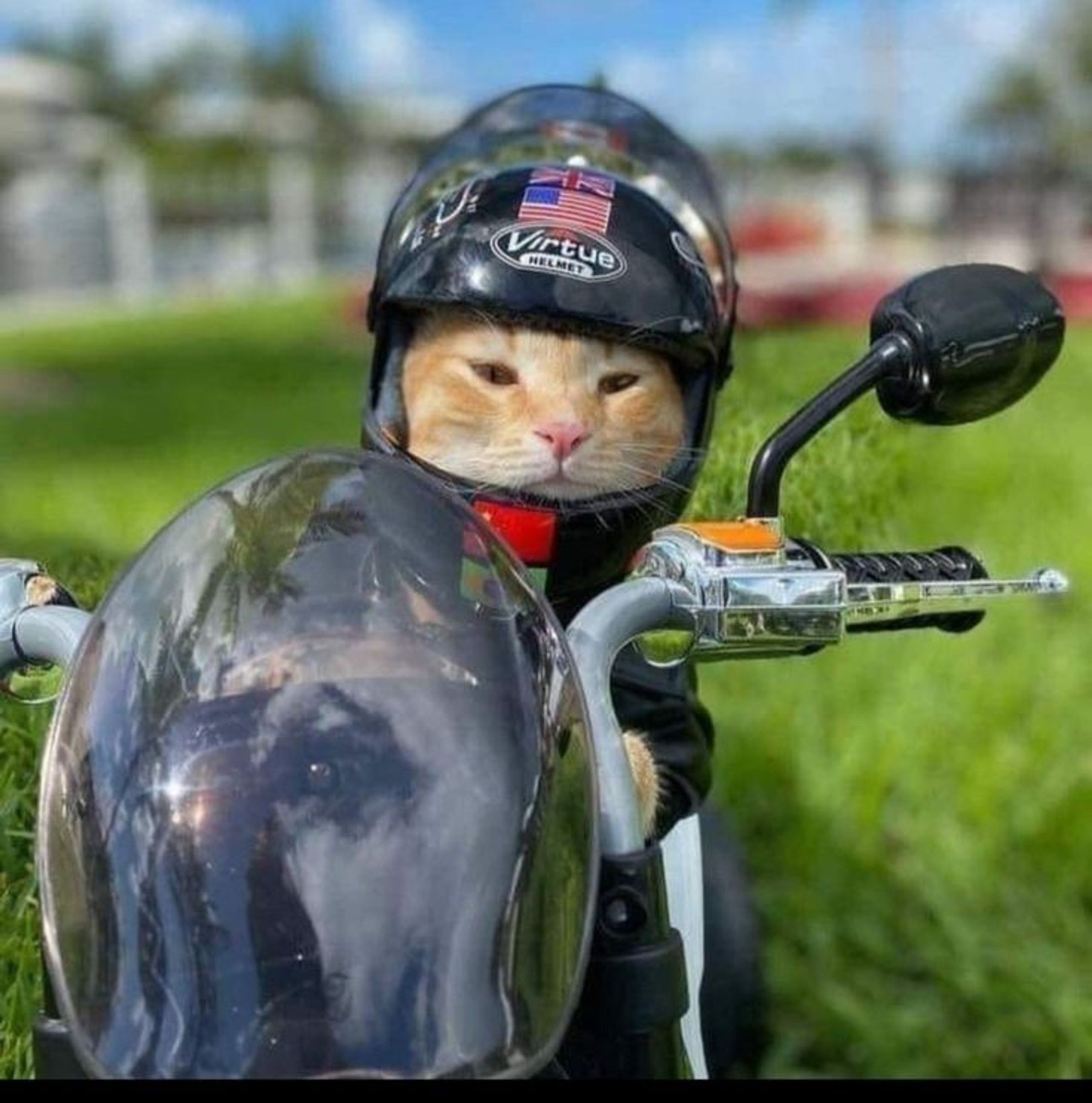 Orange cat on motorcycle.