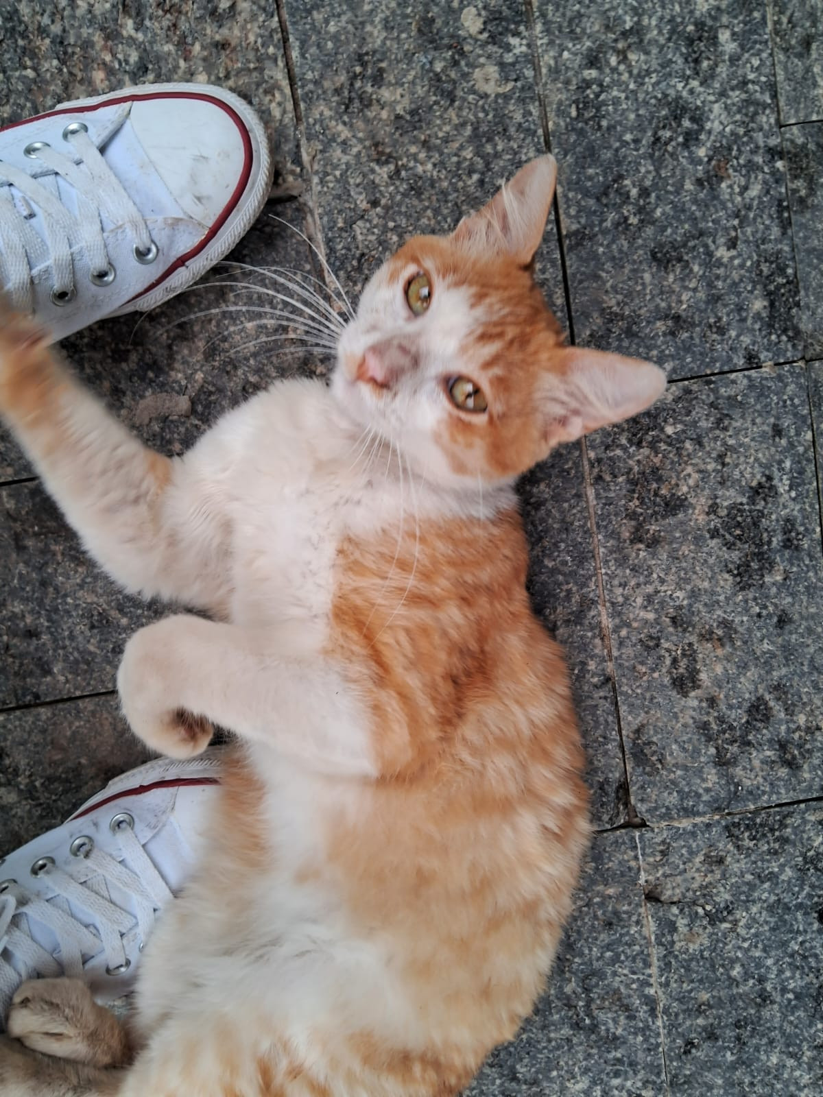 Gatinho laranja de aproximadamente 4 meses 