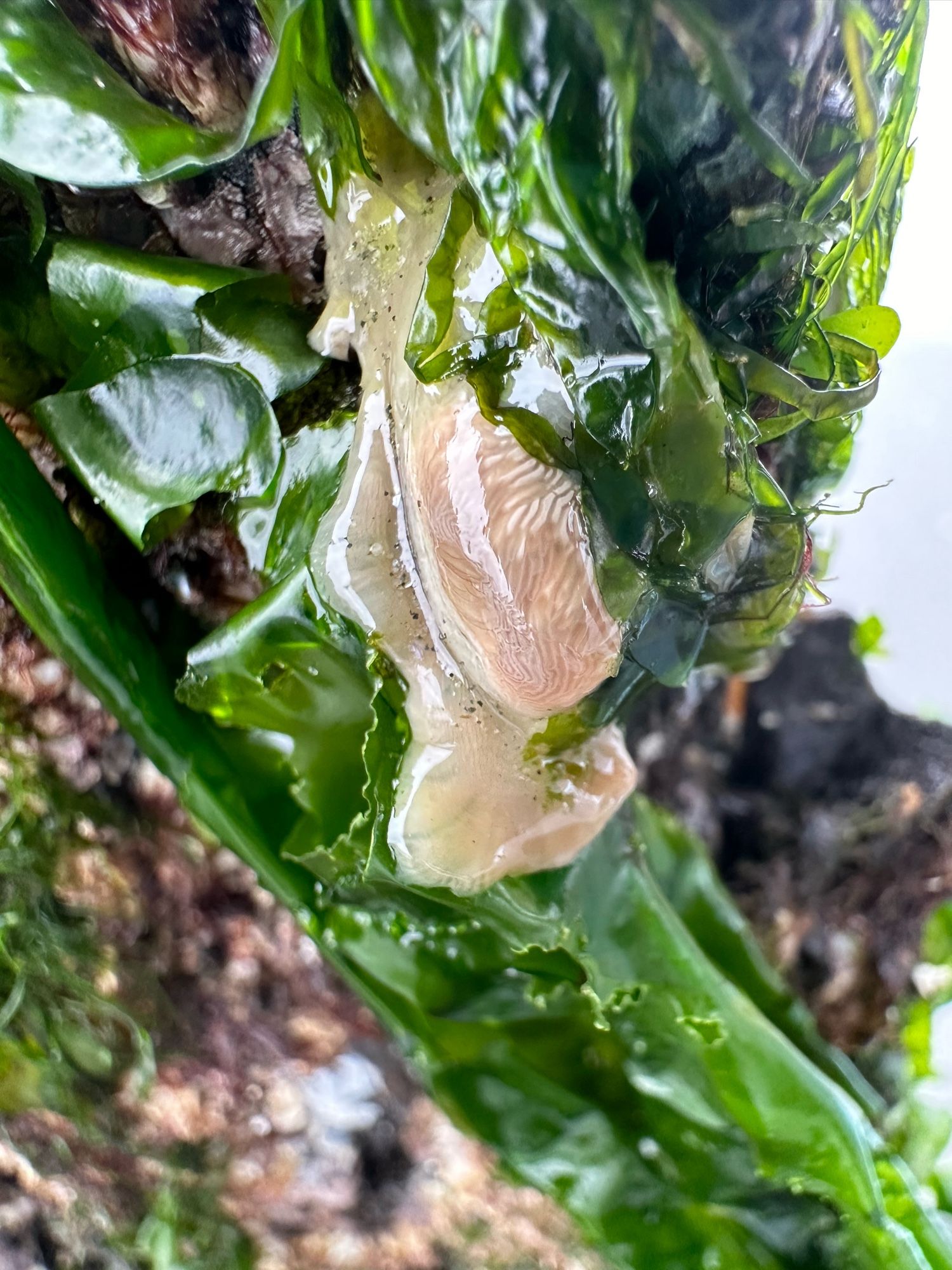 What appears to be a nudibranch encased in…some sort of whitish slime? Attached to a piece of green sea lettuce algae.