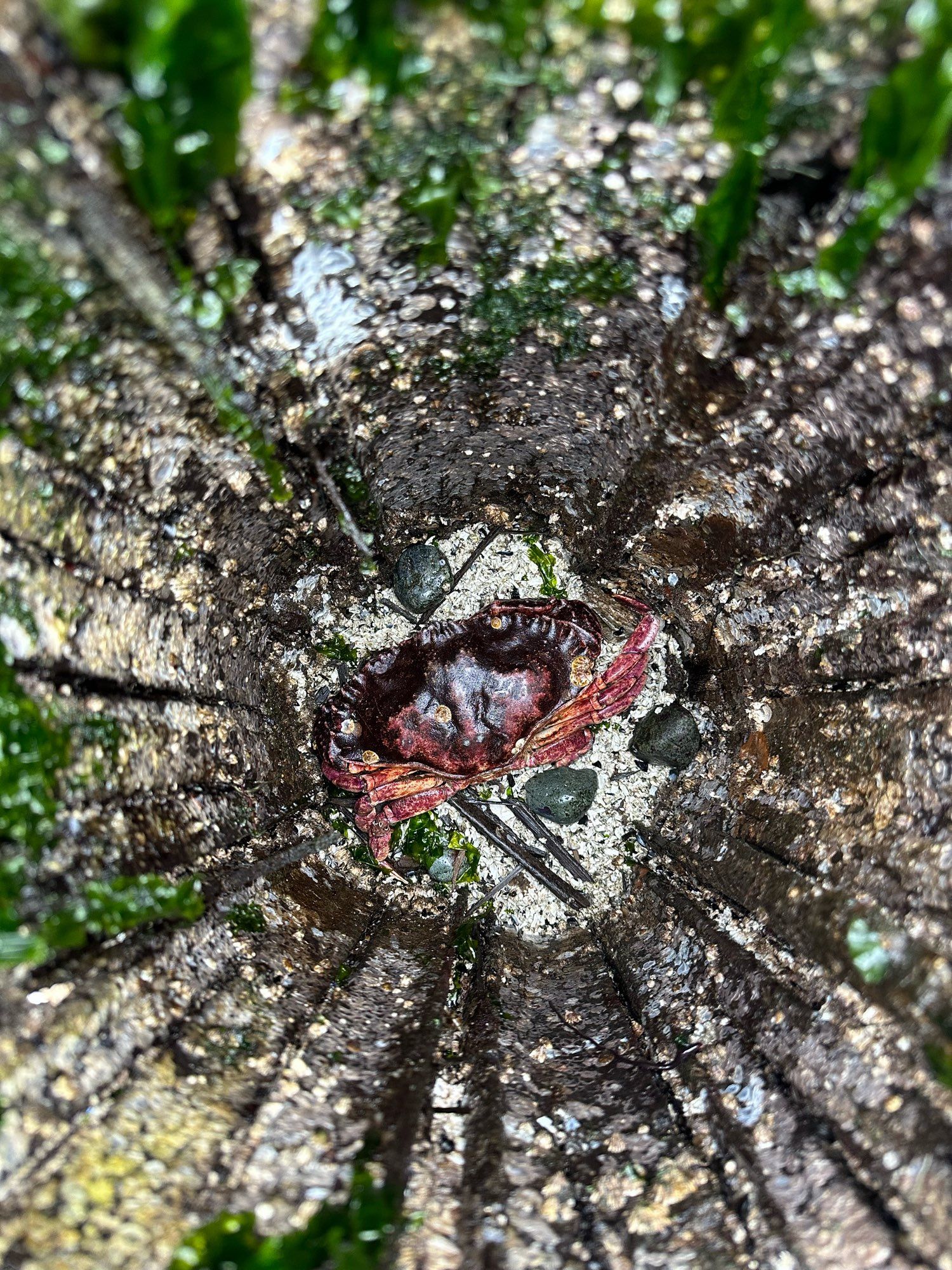 A large red crab sitting at the bottom of a hollow wharf piling, with barnacles and sea lettuce around.