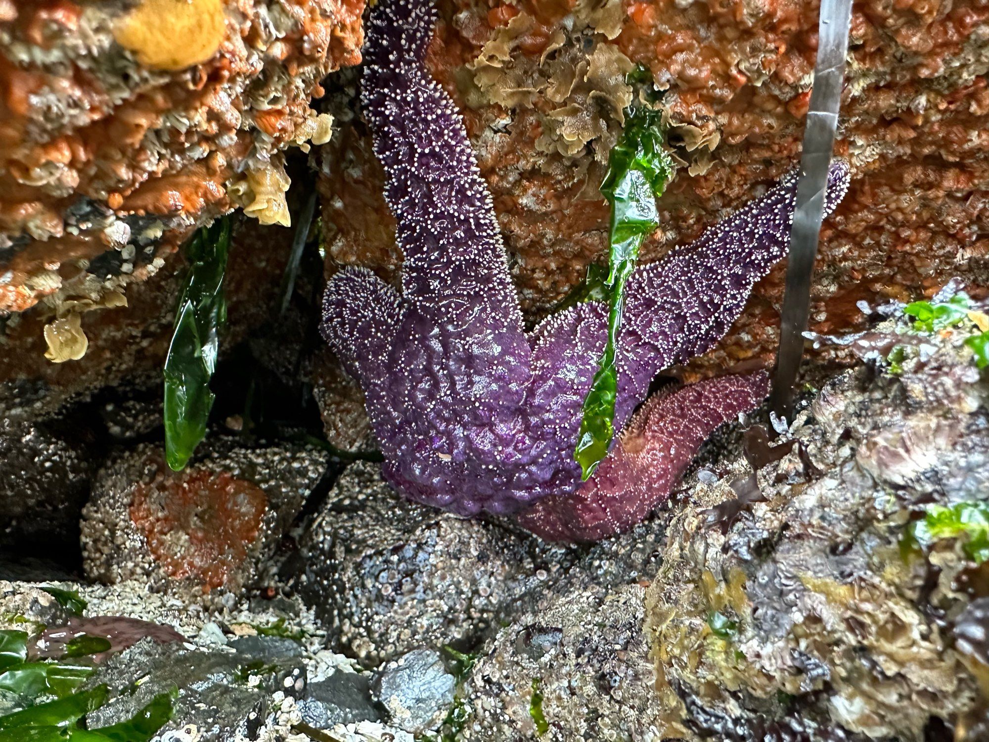 Another massive purple ocher star