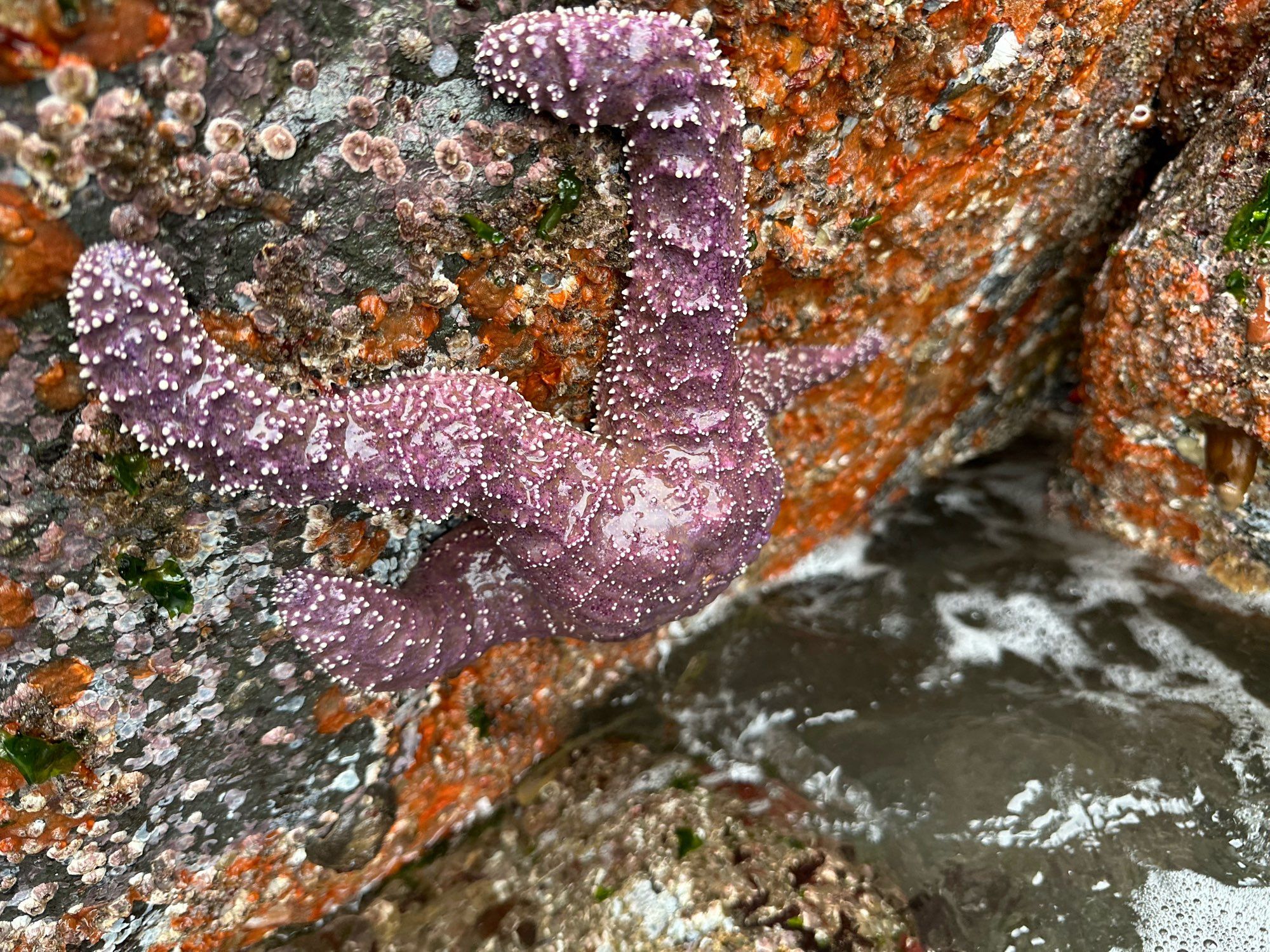 Massive purple ocher sea star clinging to rocks as the tide comes in