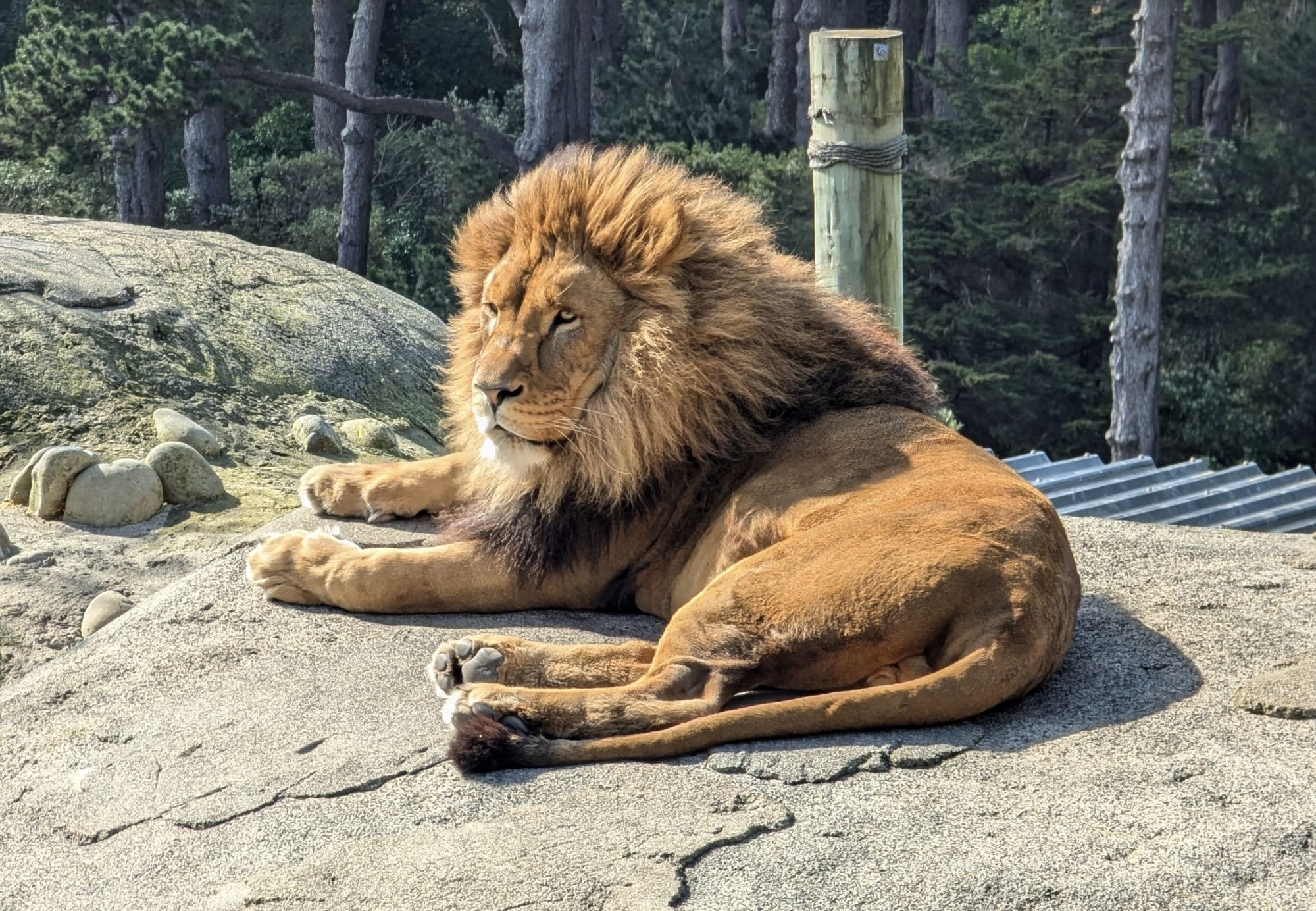 A majestic male lion basking in the sun and gazing into the distance