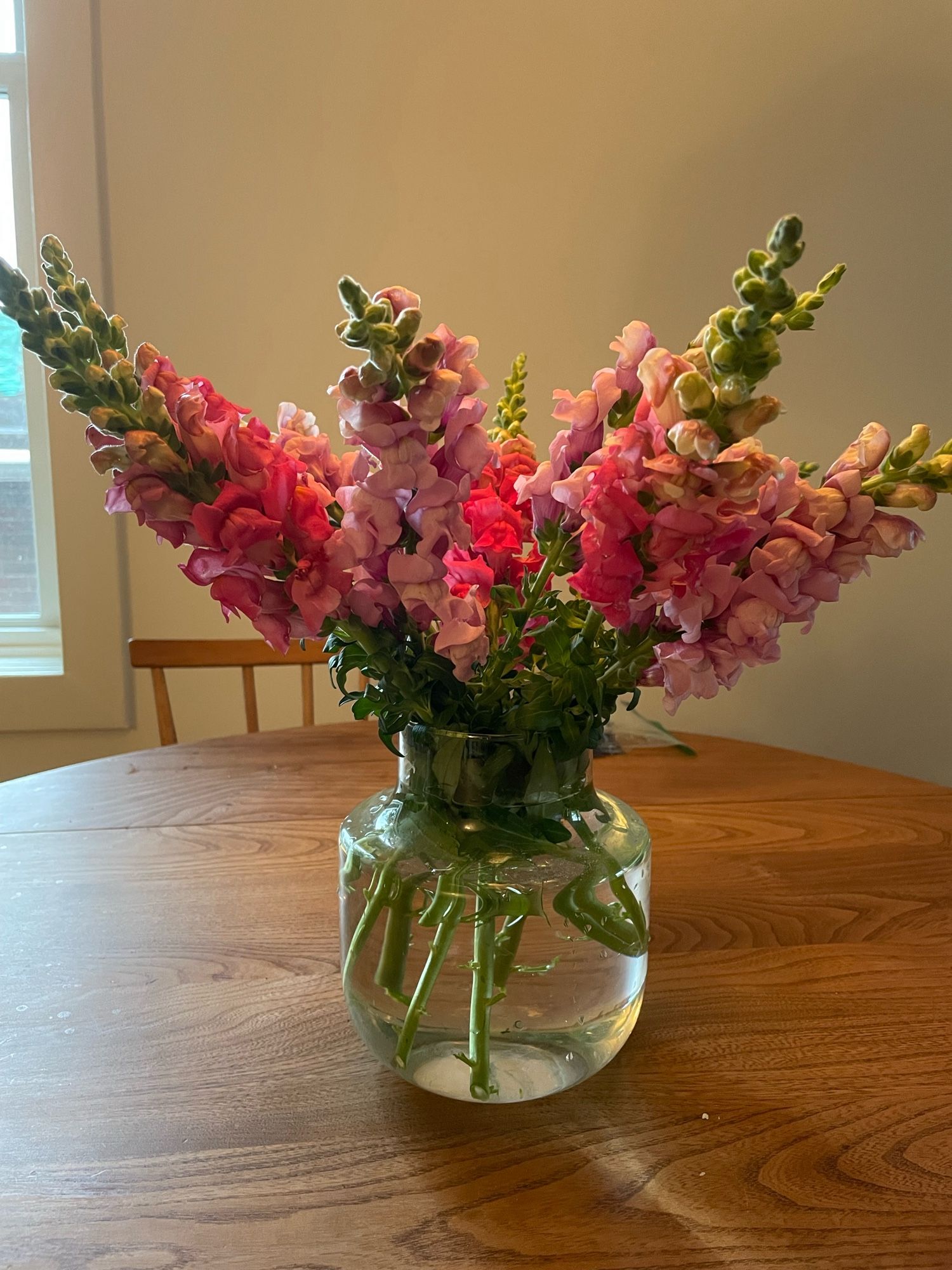 A glass vase filled with pink and purple snapdragons