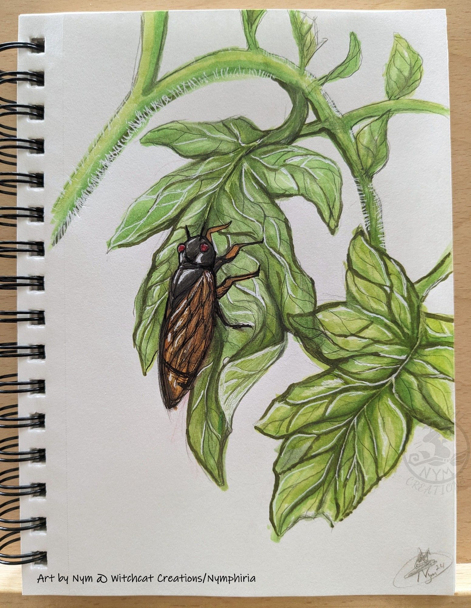 a traditional art sketch piece of a cicada on leaves of a tomato plant