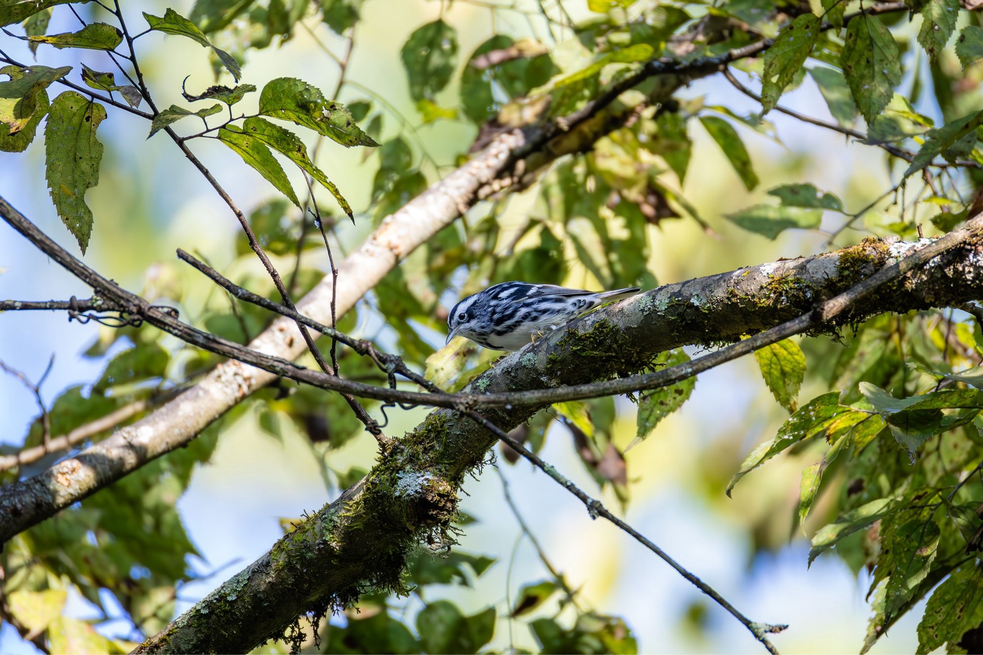 Black-and-white Warbler on a branch