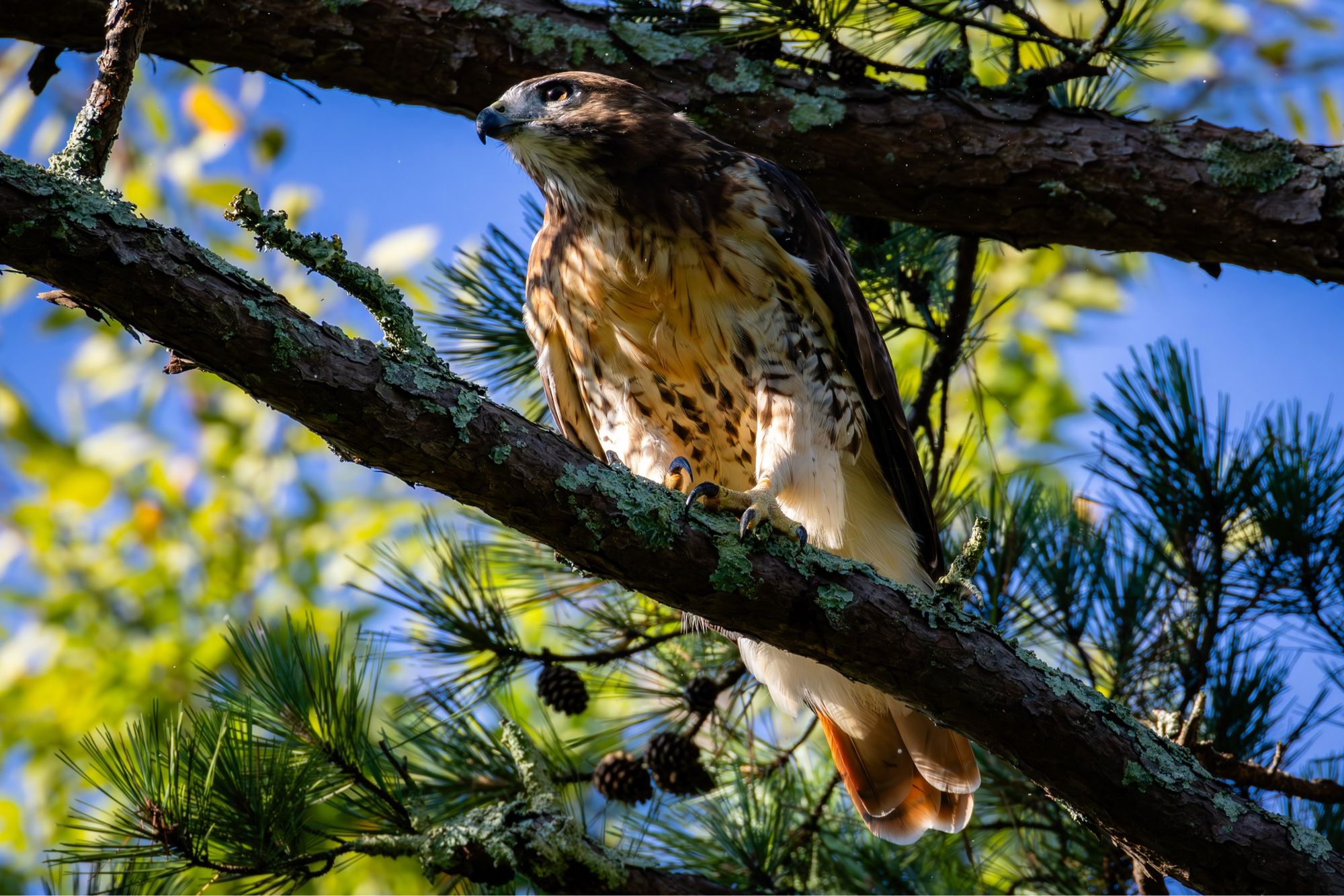 Eastern Red-tailed Hawk on a branch