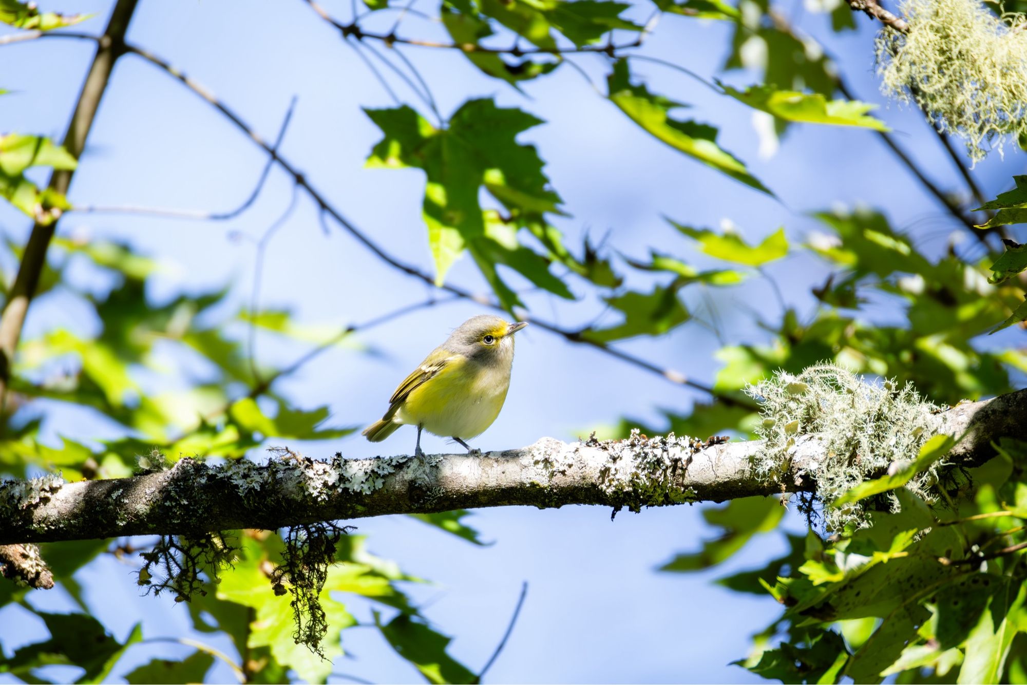 White-eyed Vireo on a branch