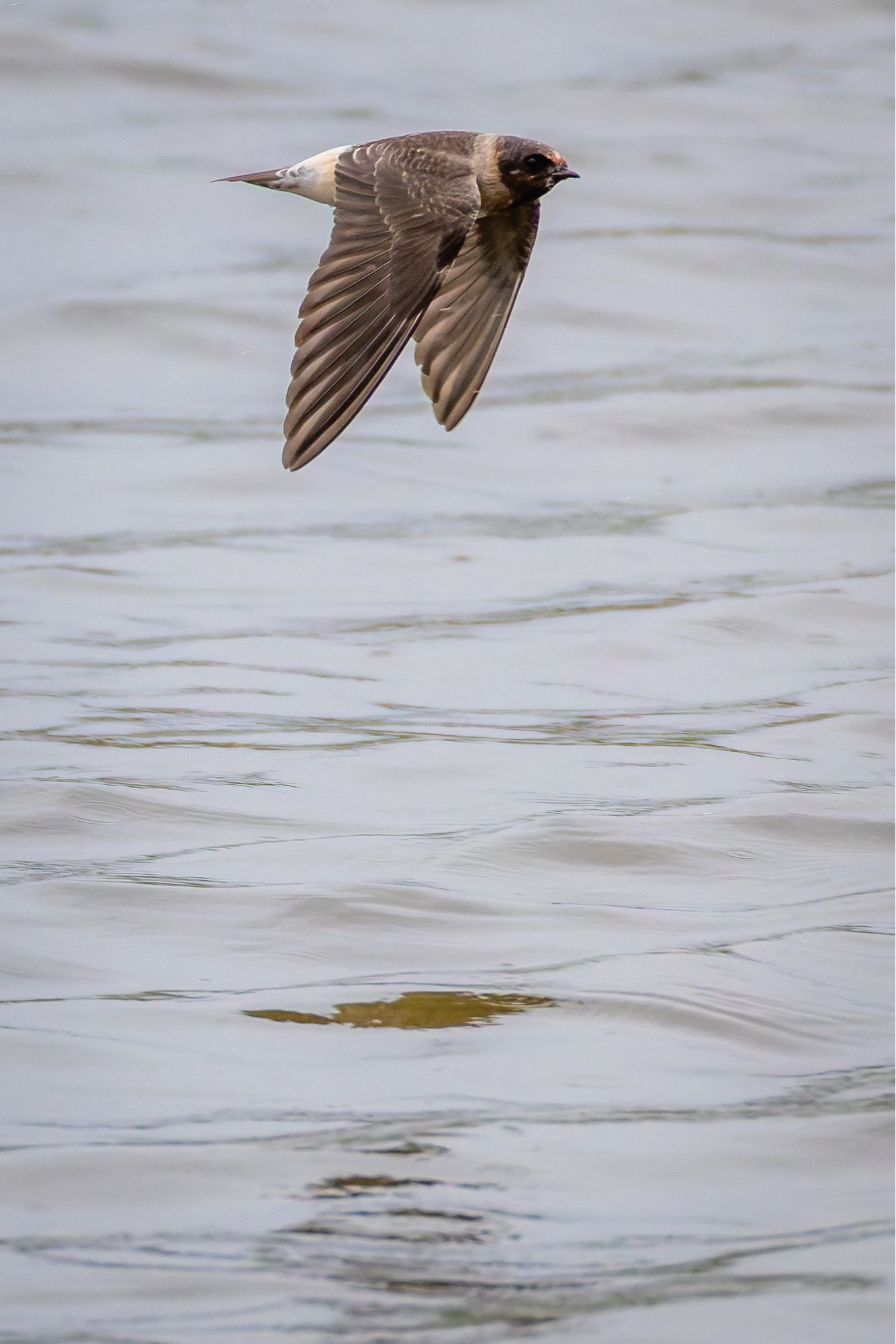 Cliff Swallow flying