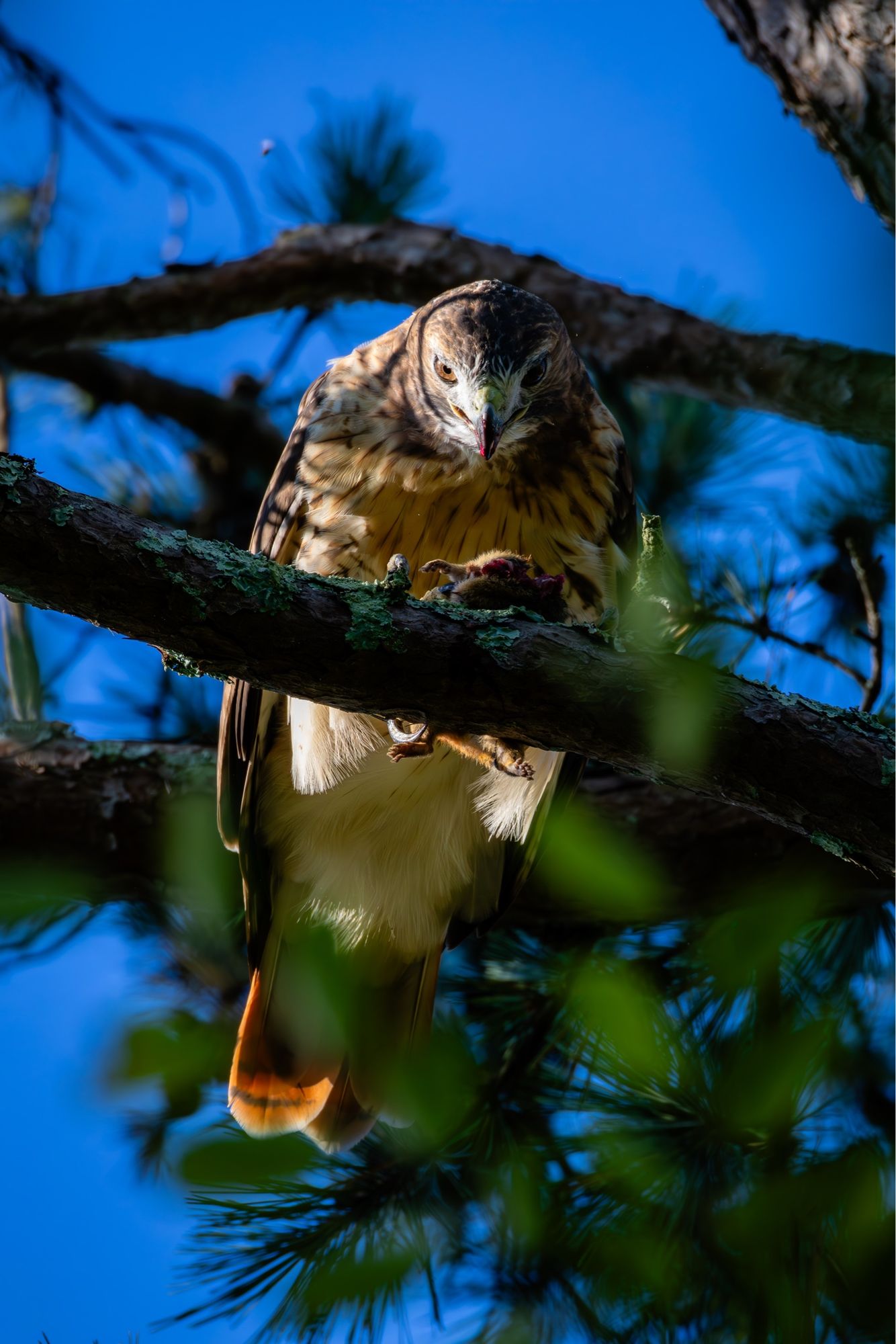 Eastern Red-tailed Hawk overhead on a branch with a fresh kill