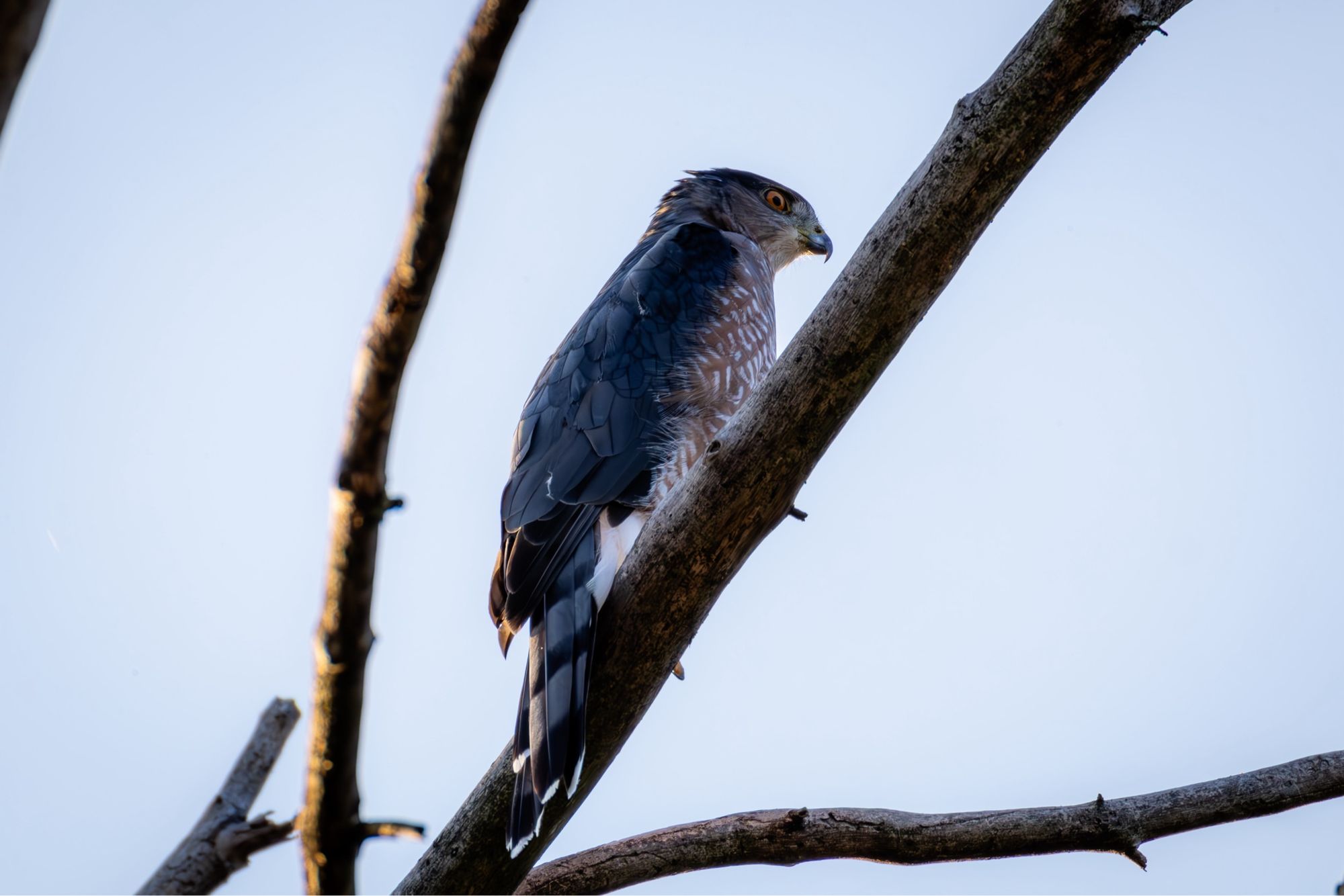 Cooper's Hawk perched on a tree limb