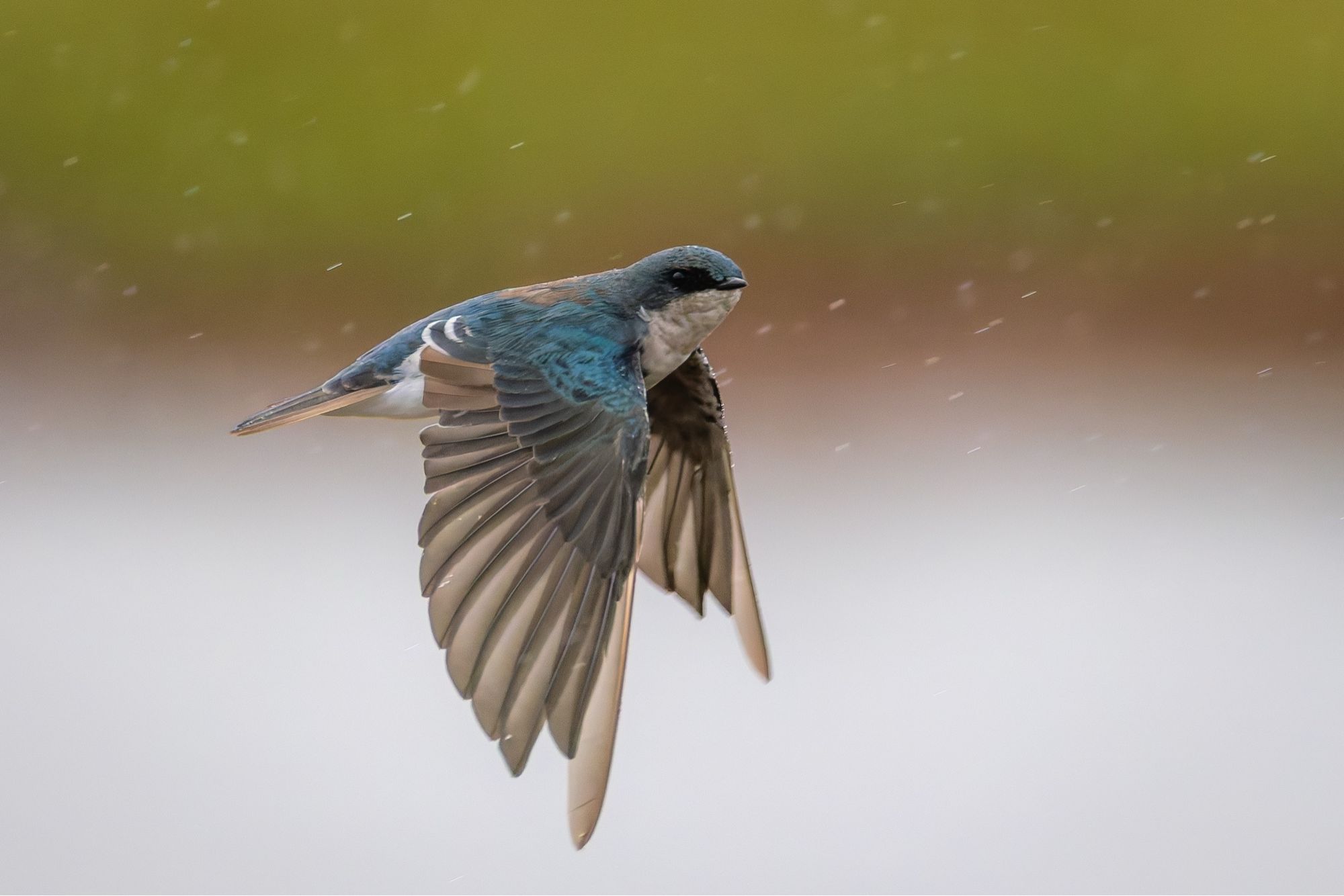 Tree Swallow flying in the rain