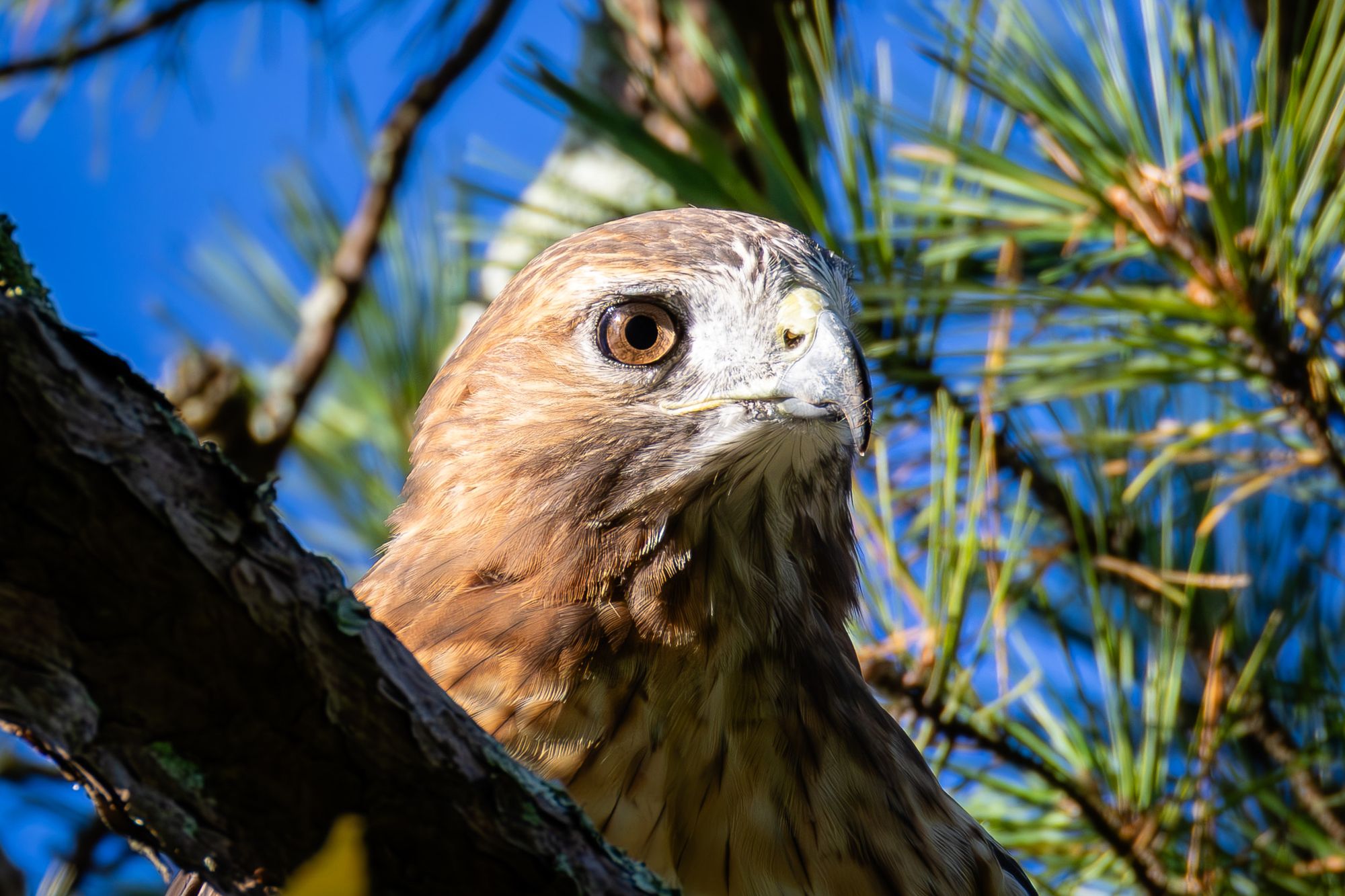 Close up of a Eastern Red-tailed Hawk head