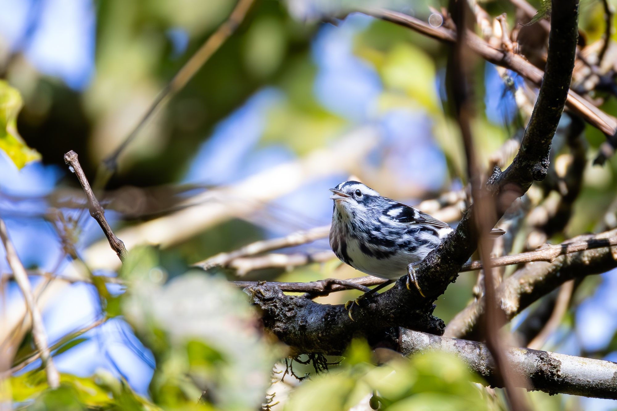 Black-and-white Warbler on a branch