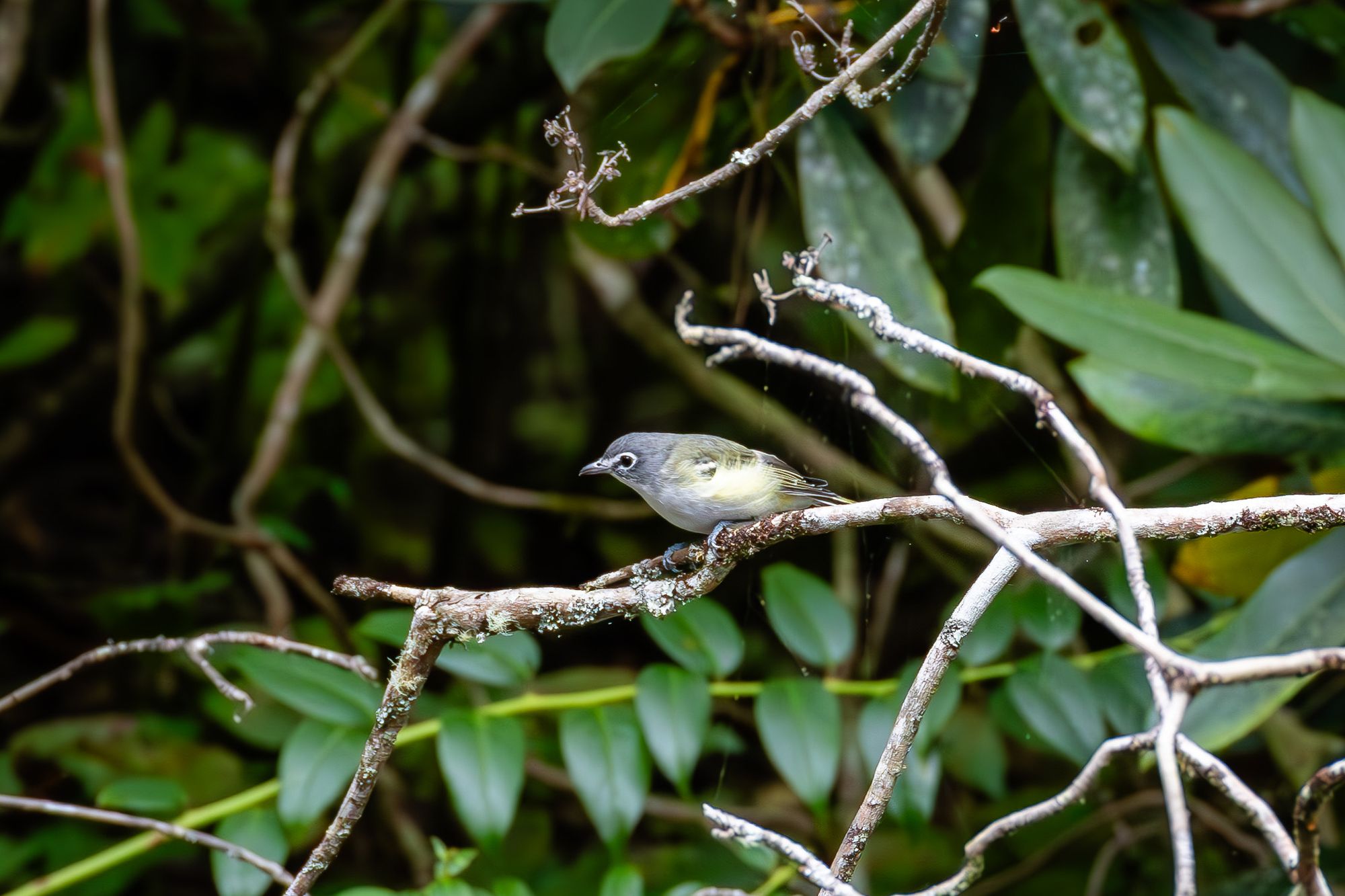 Blue-headed Vireo on a branch