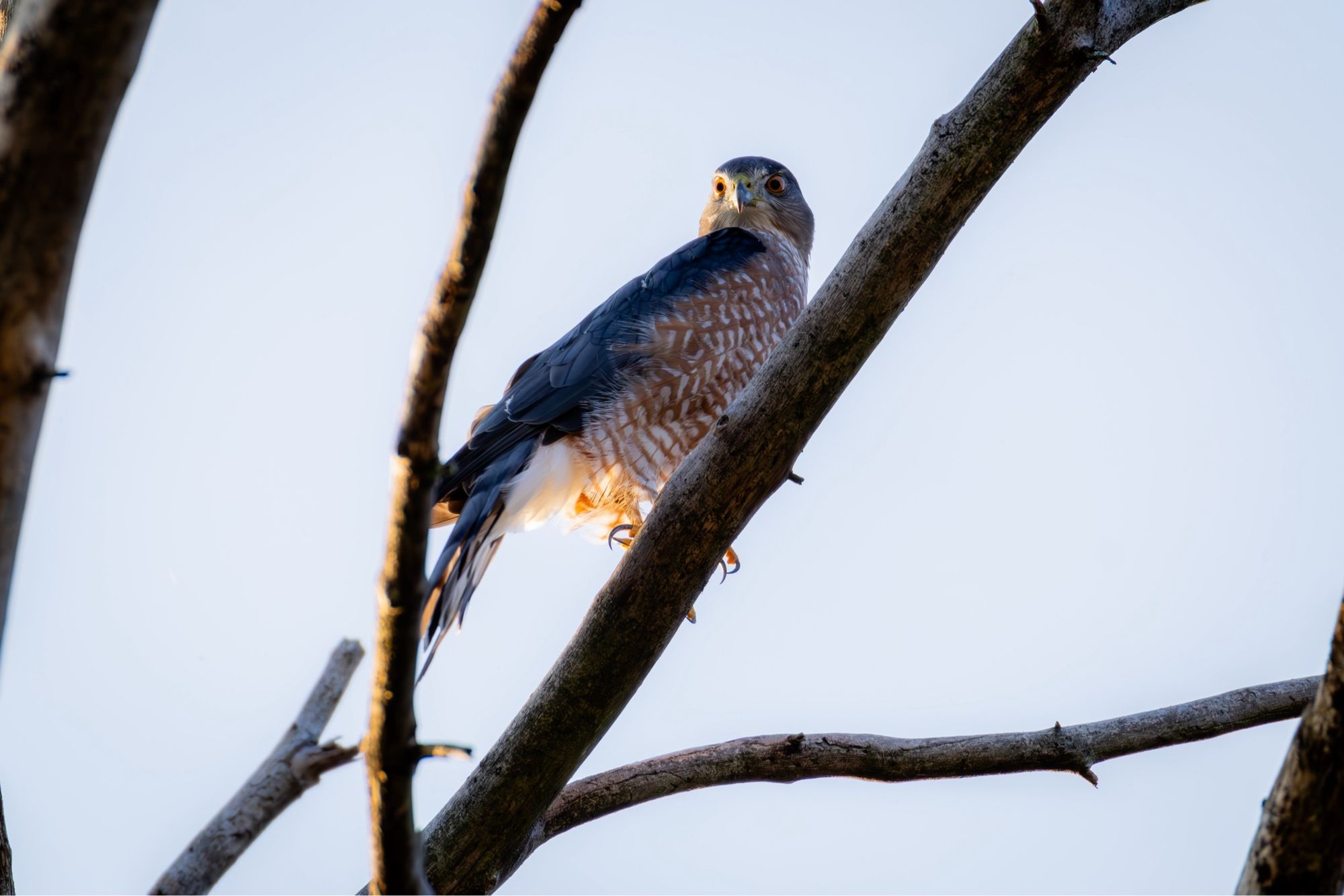 Cooper's Hawk perched on a tree limb