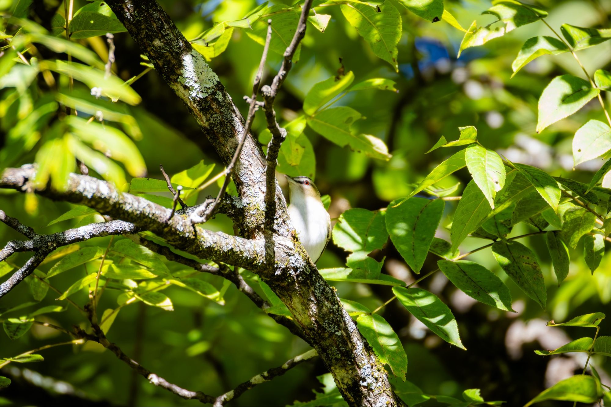 Red-eyed Vireo on a branch