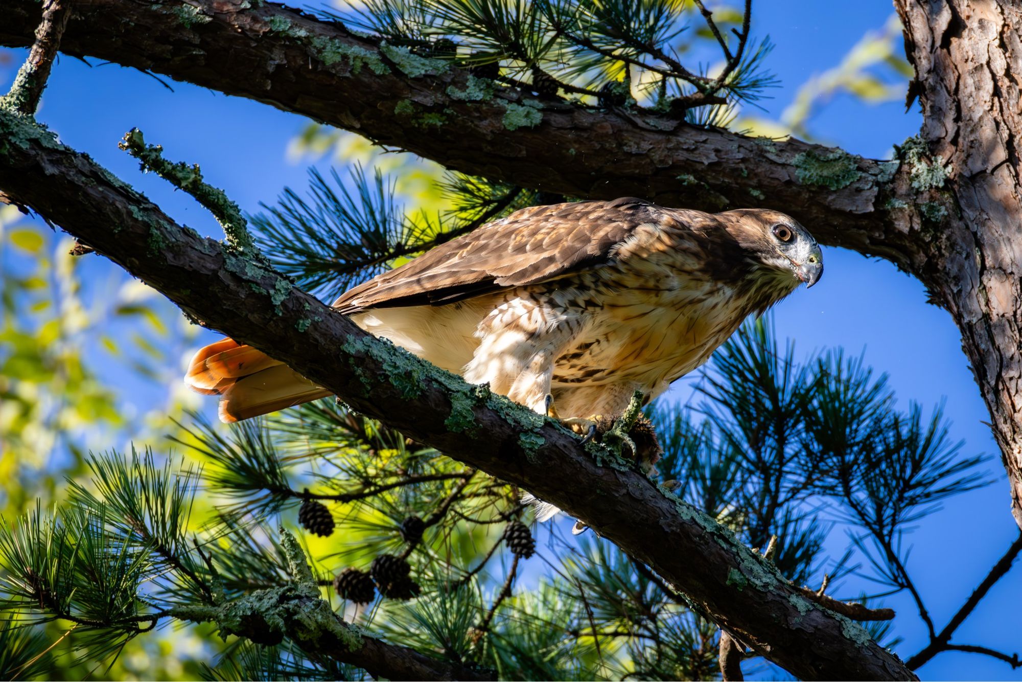 Eastern Red-tailed Hawk on a branch