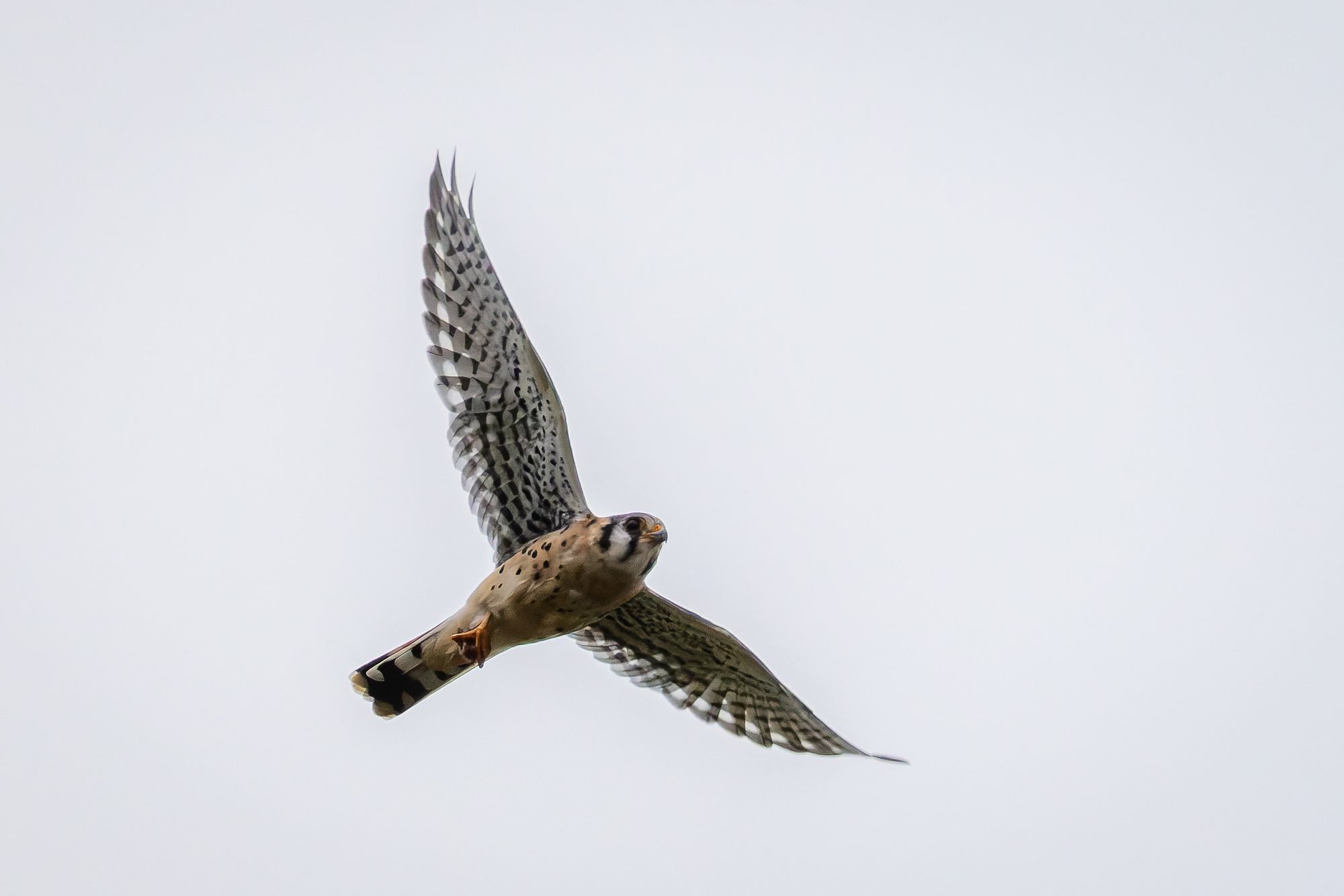 American Kestrel soaring