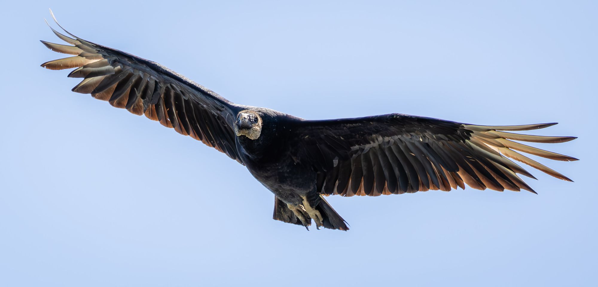 Black Vulture soaring