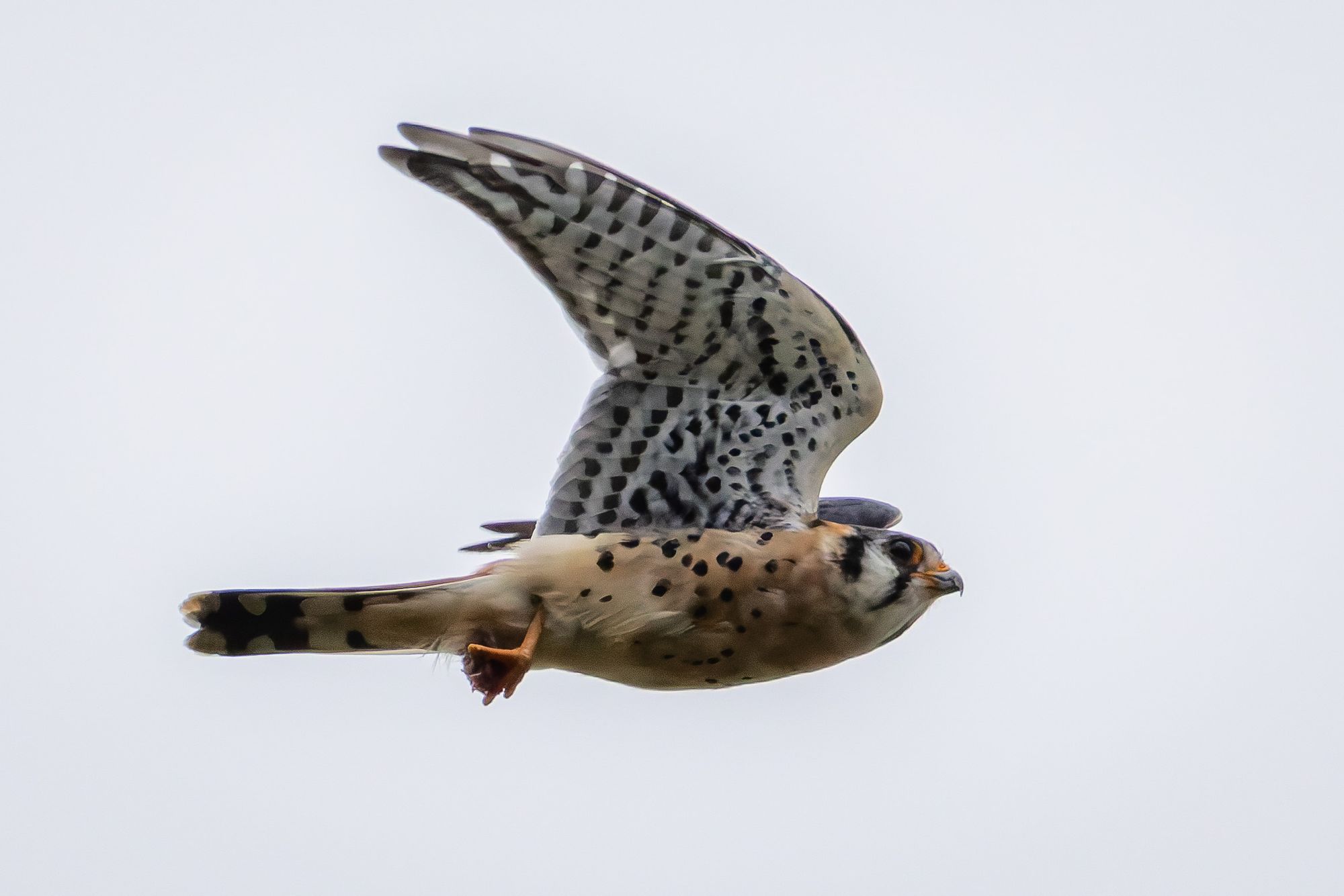 American Kestrel flying