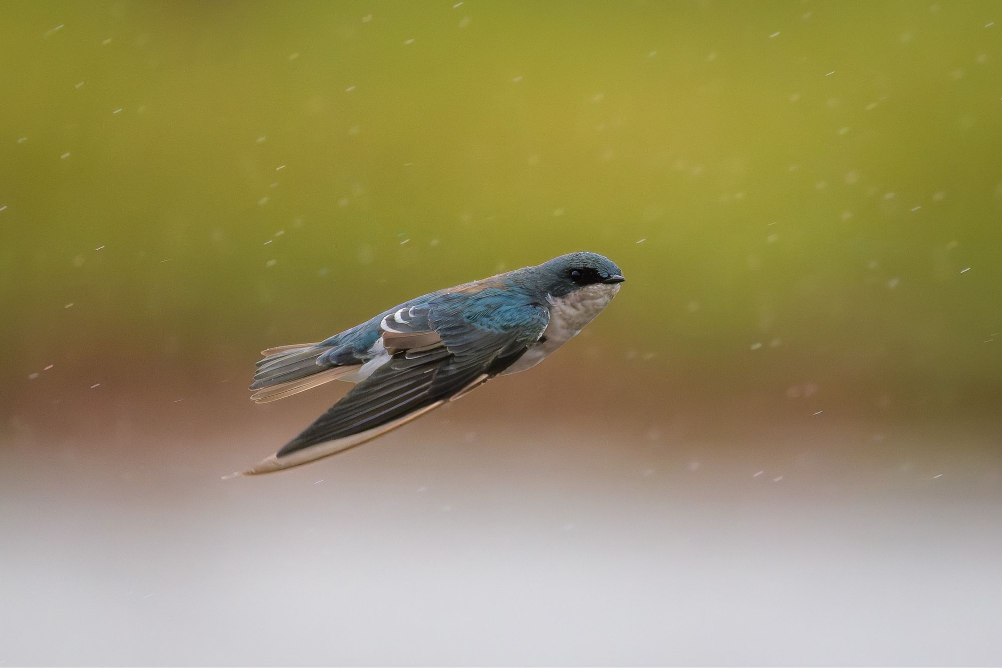 Tree Swallow flying through rain