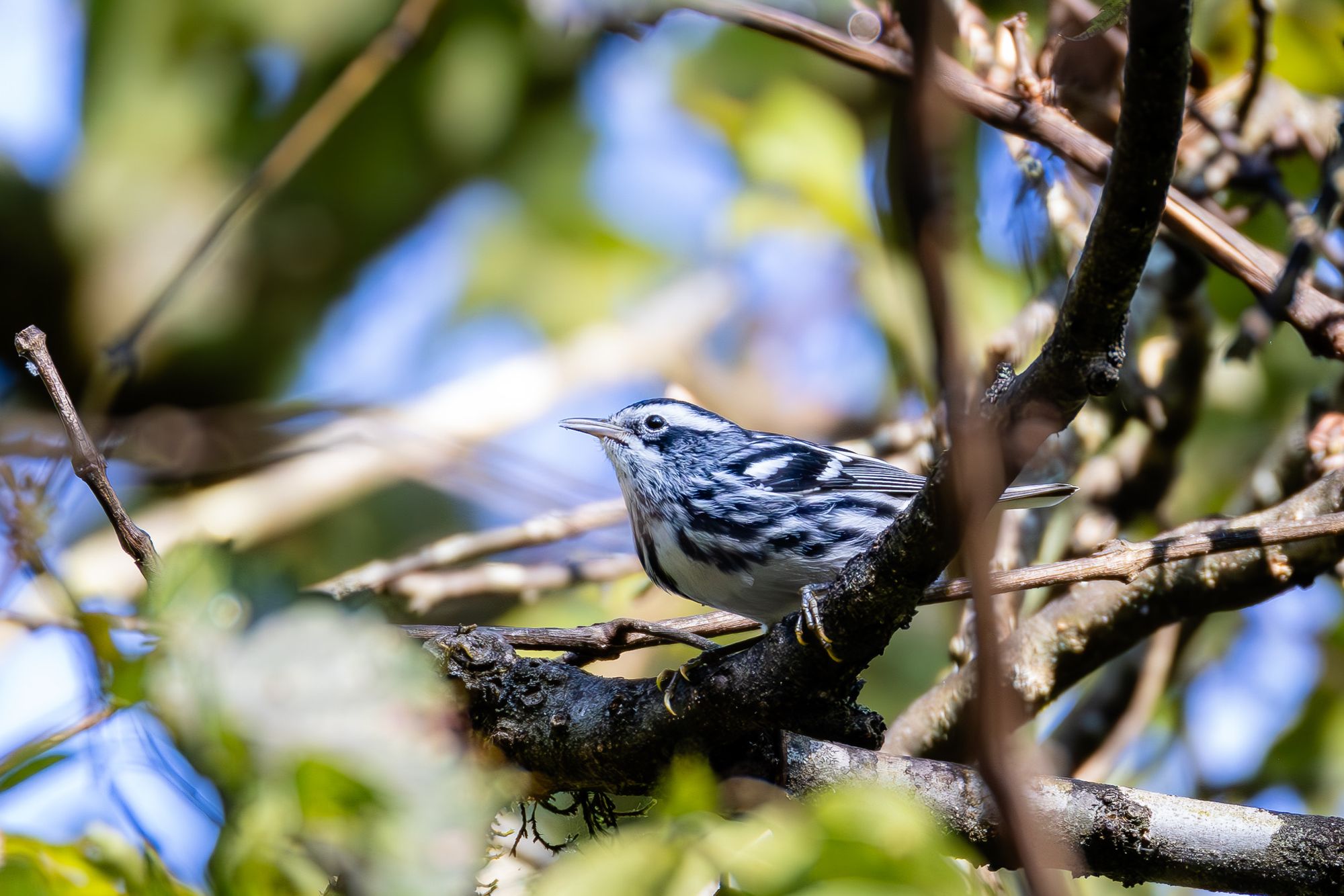 Black-and-white Warbler on a branch