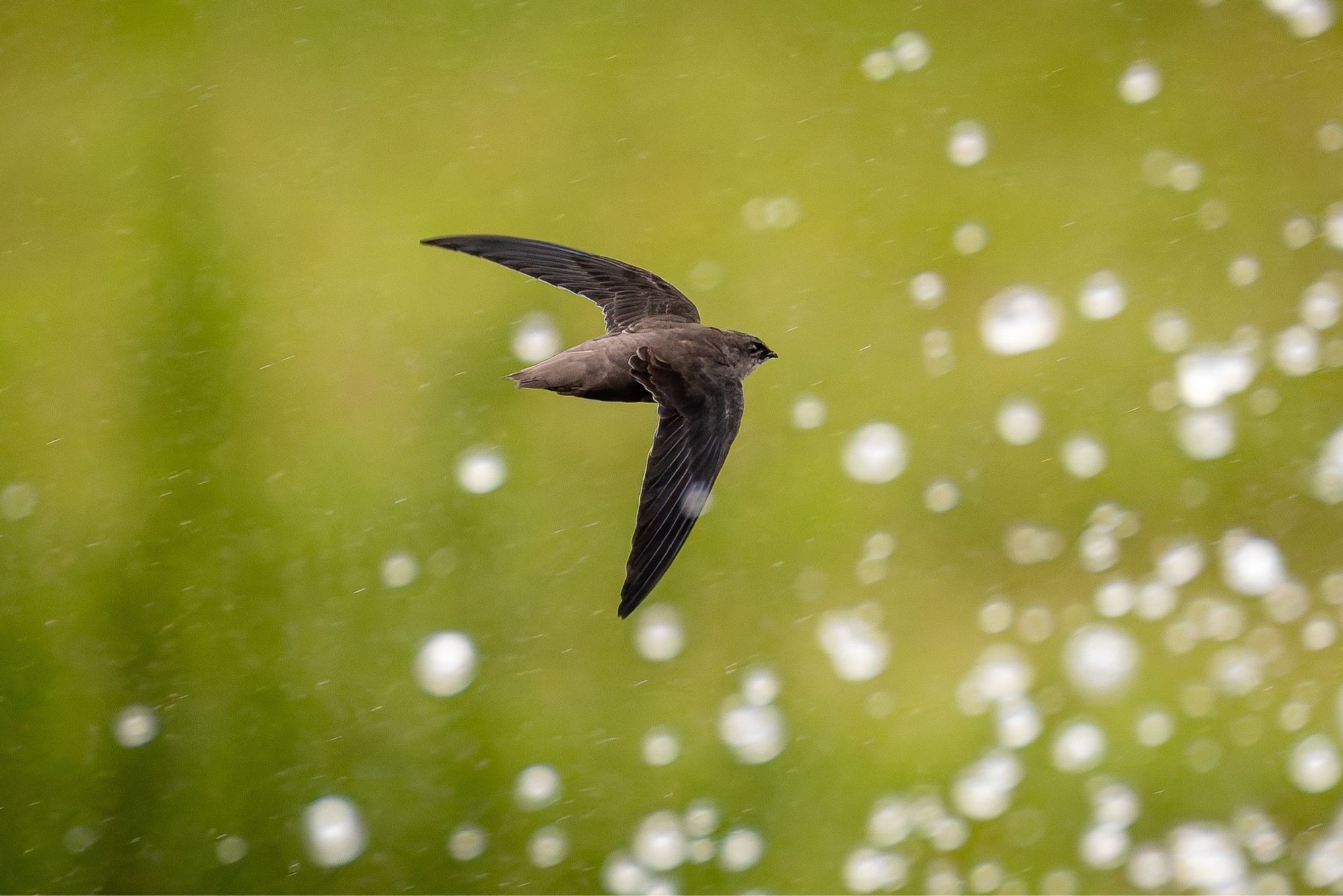 Chimney Swift soaring