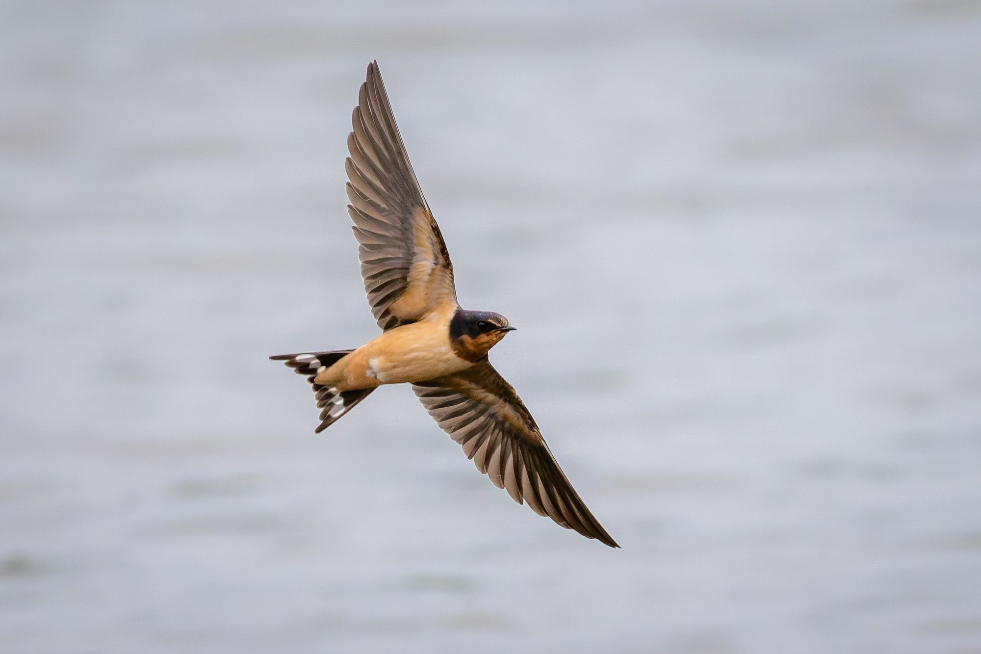 Barn Swallow soaring