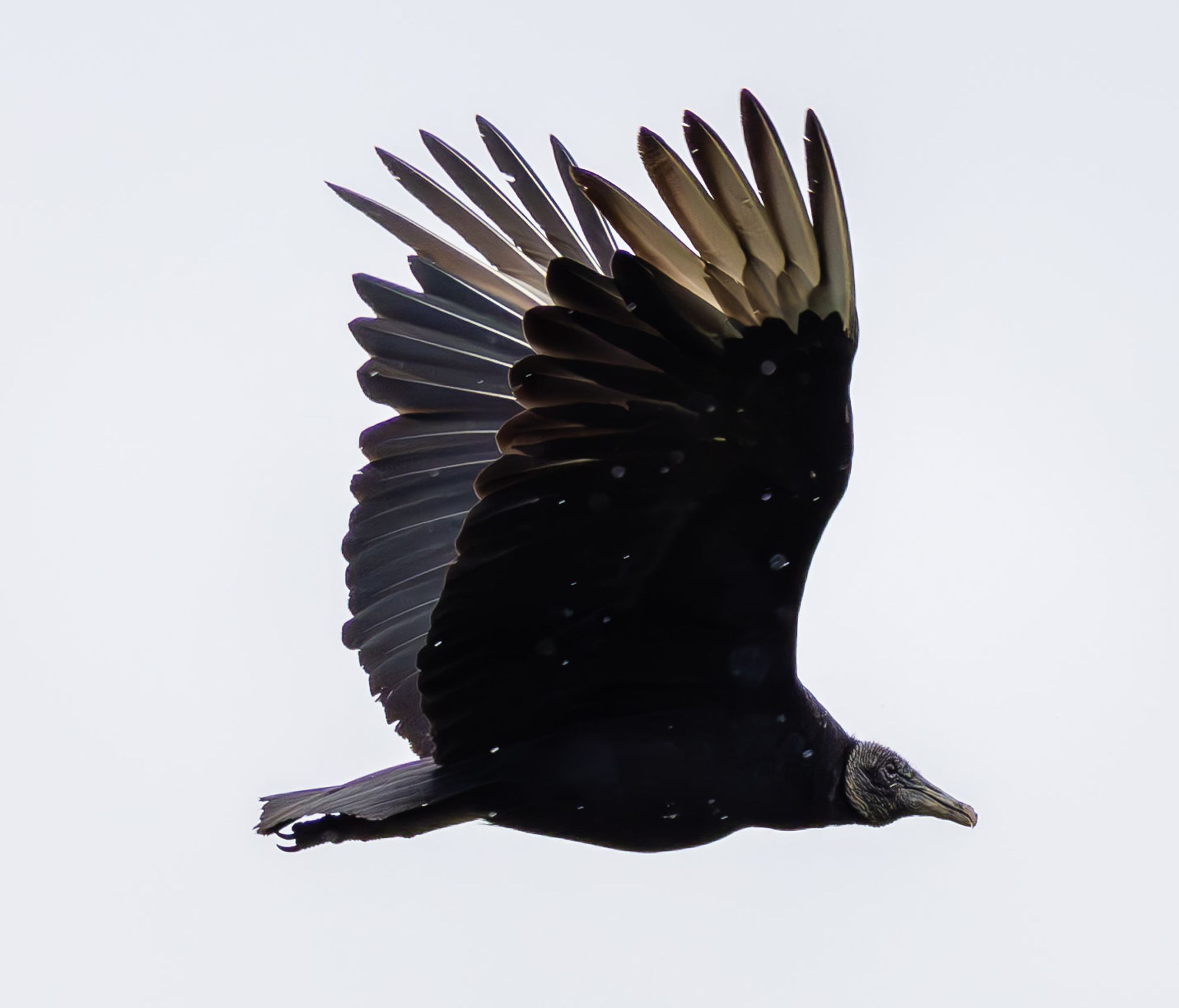 Black Vulture soaring